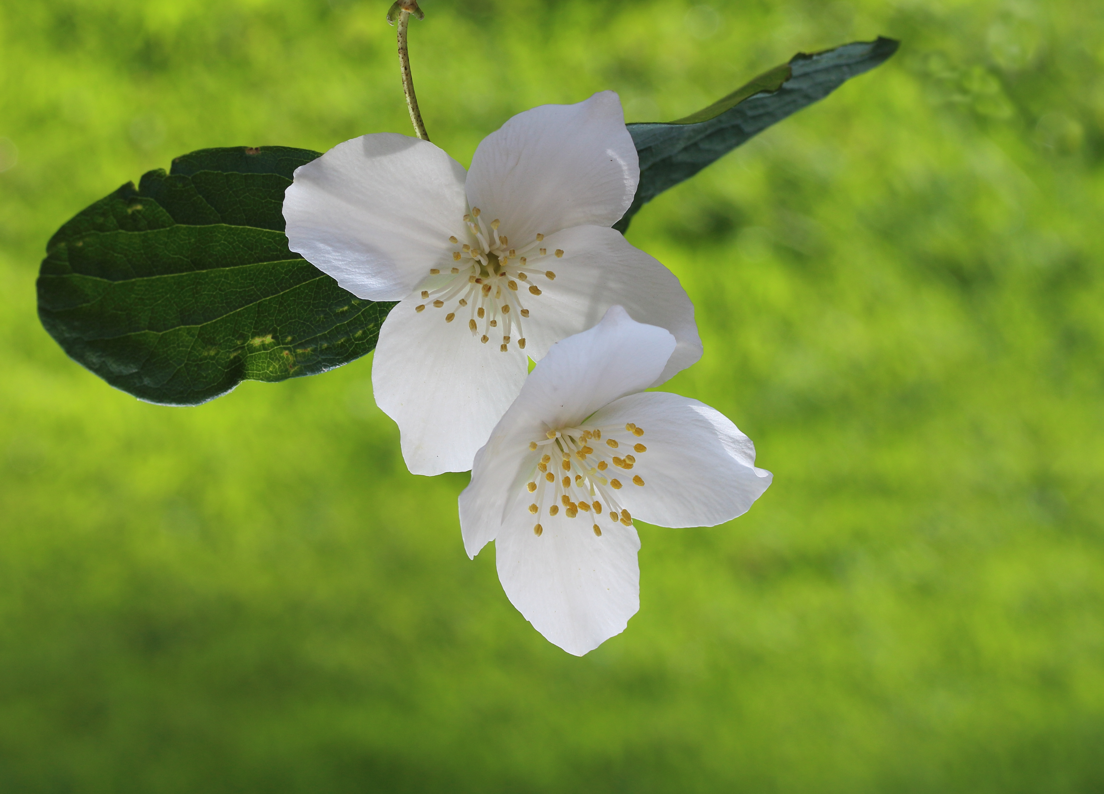 Bloemen van Jasmijn (Jasminum) 02