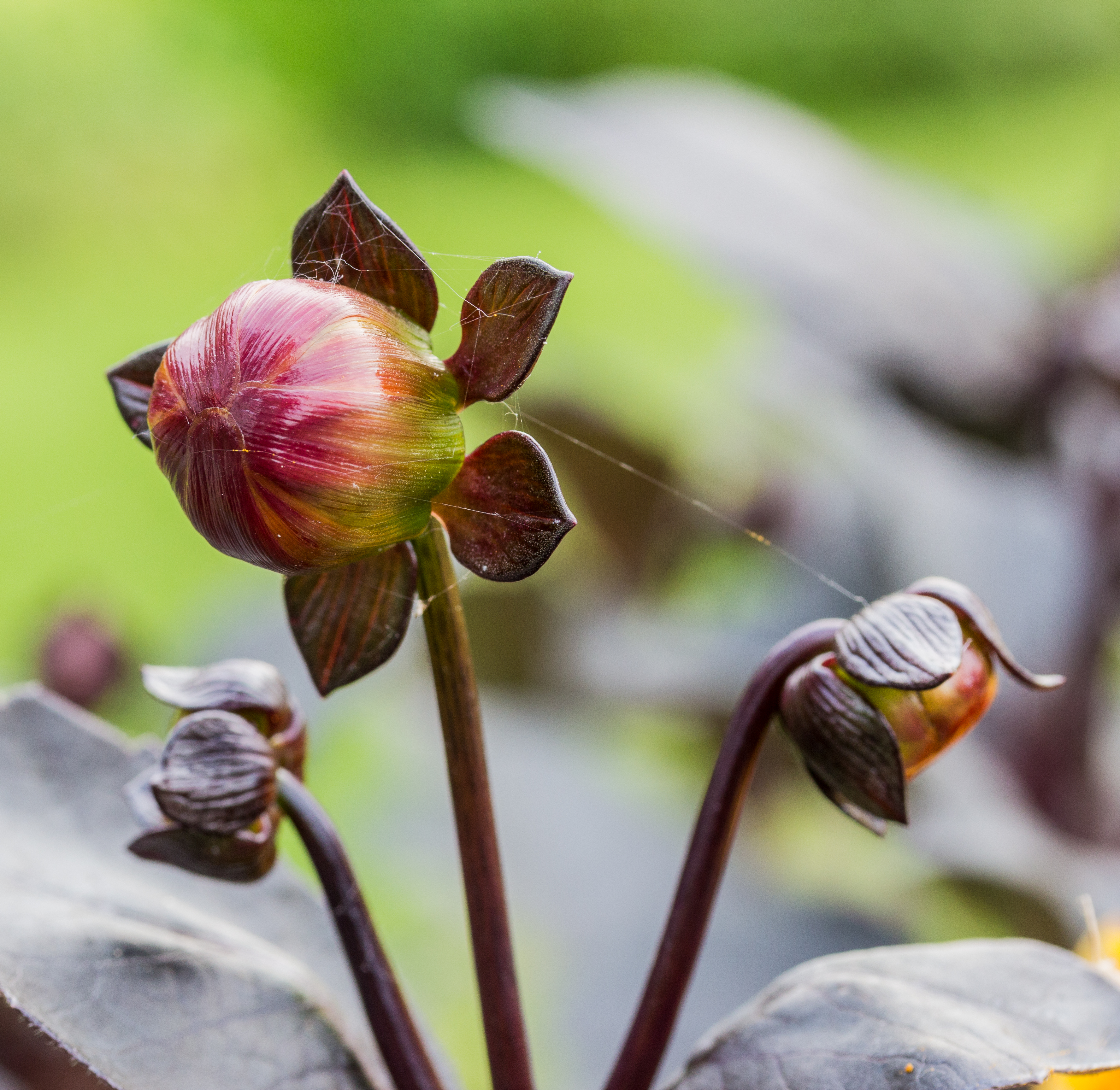 Bloemknop van Dahlia Moonfire. Locatie Tuinreservaat Jonkervallei 04