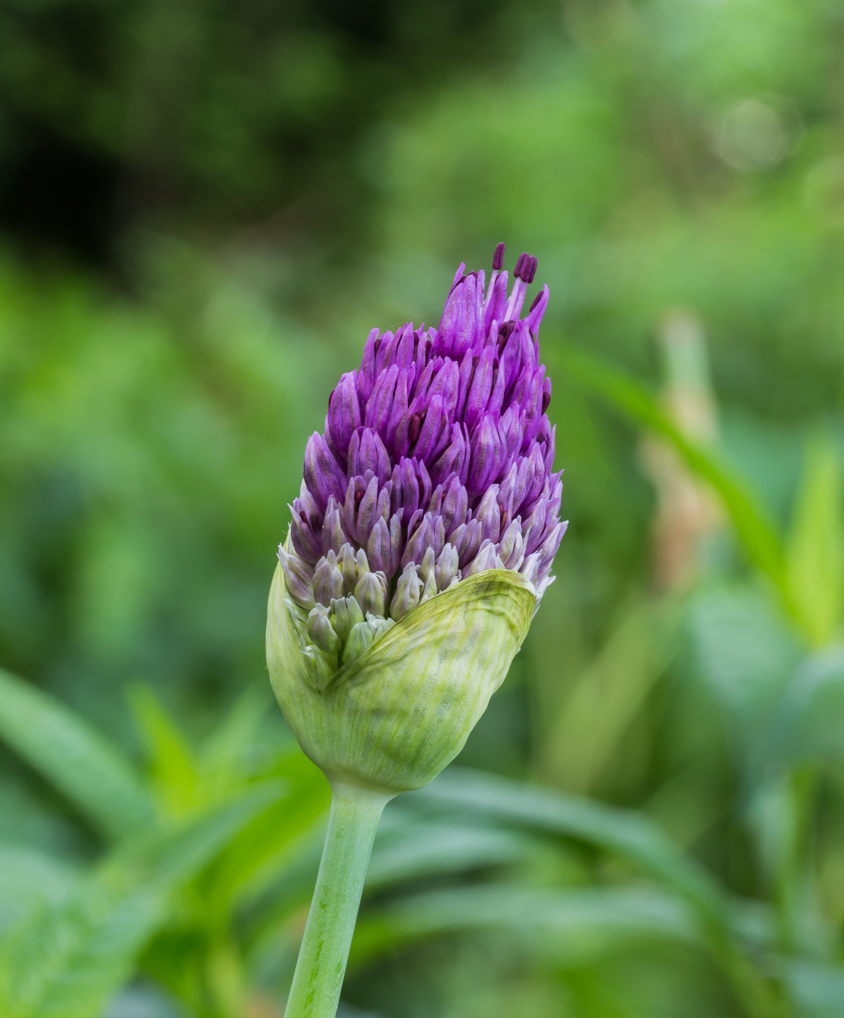 Bloemknop van sierui (Allium). Locatie, Tuinreservaat Jonkervallei 01