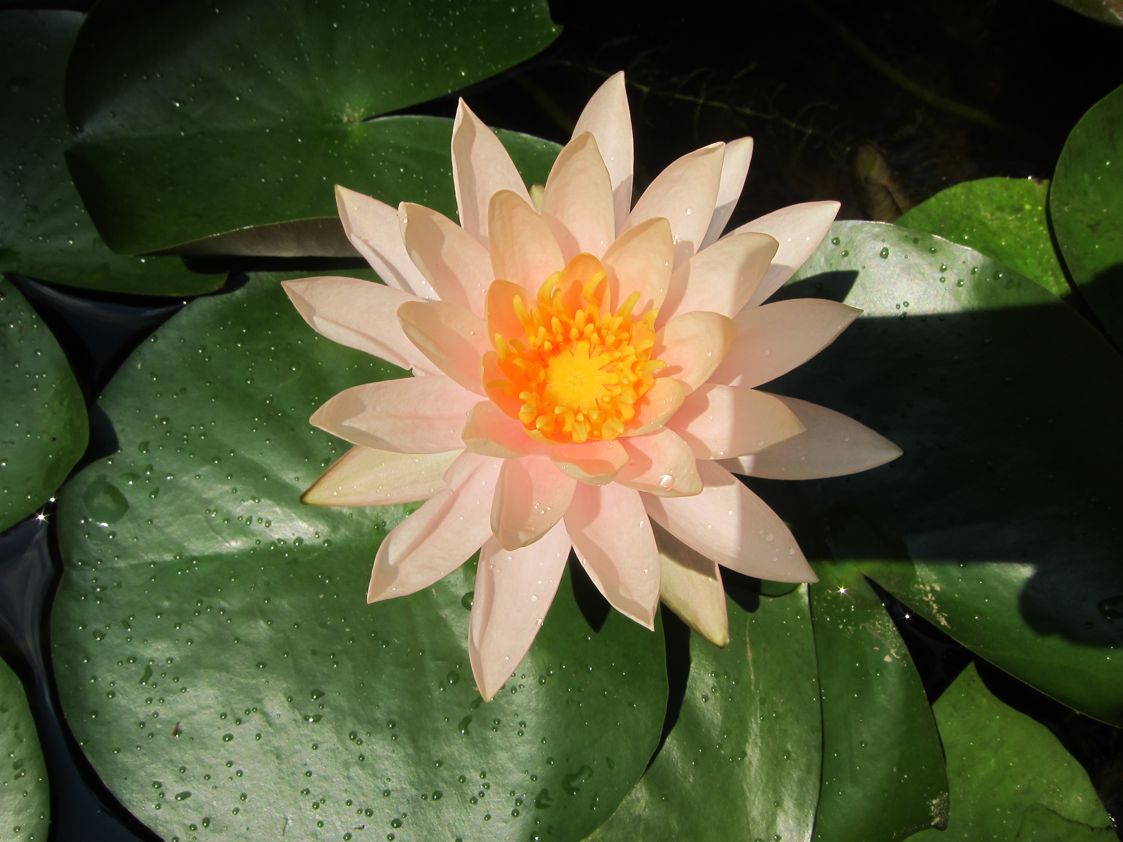 Blooming Today - panoramio