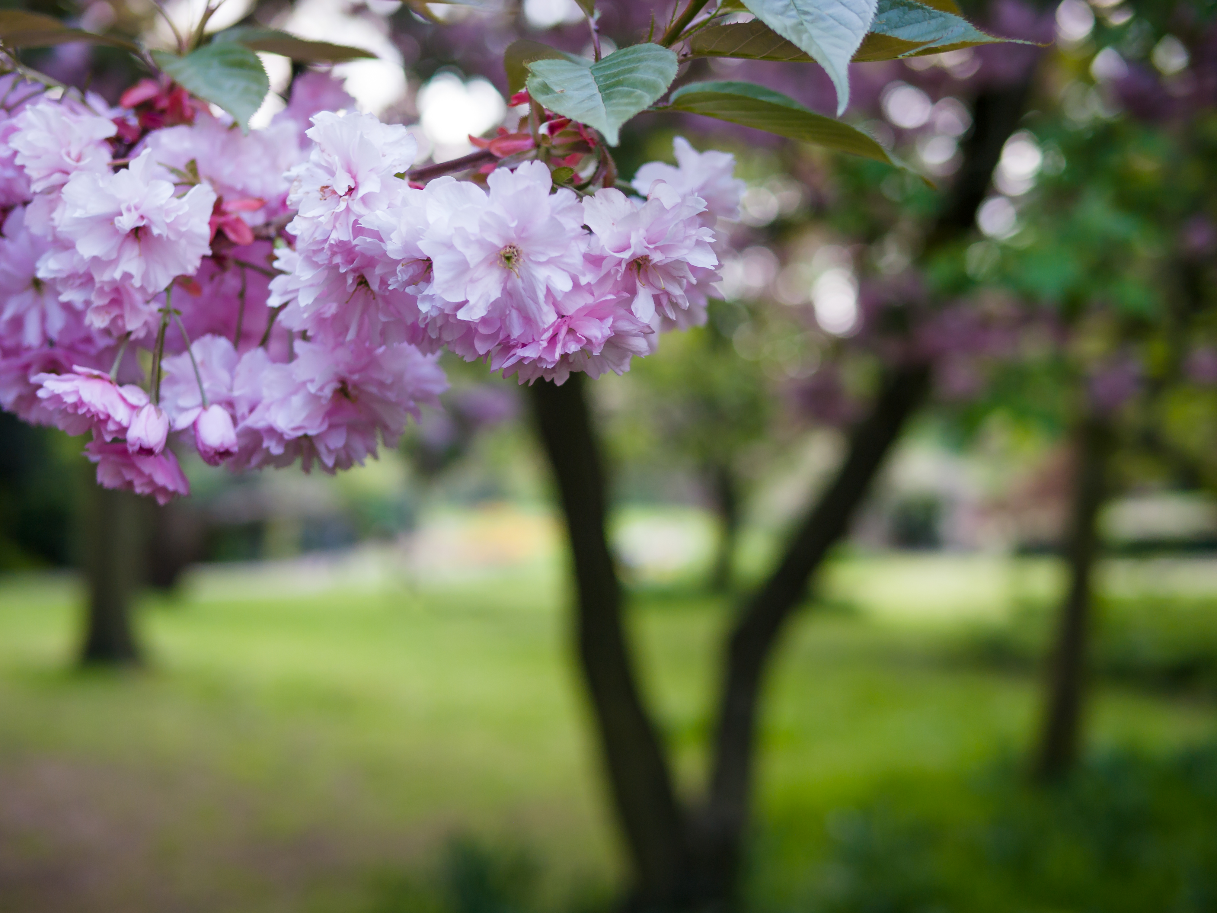 Blossom (9029214988)