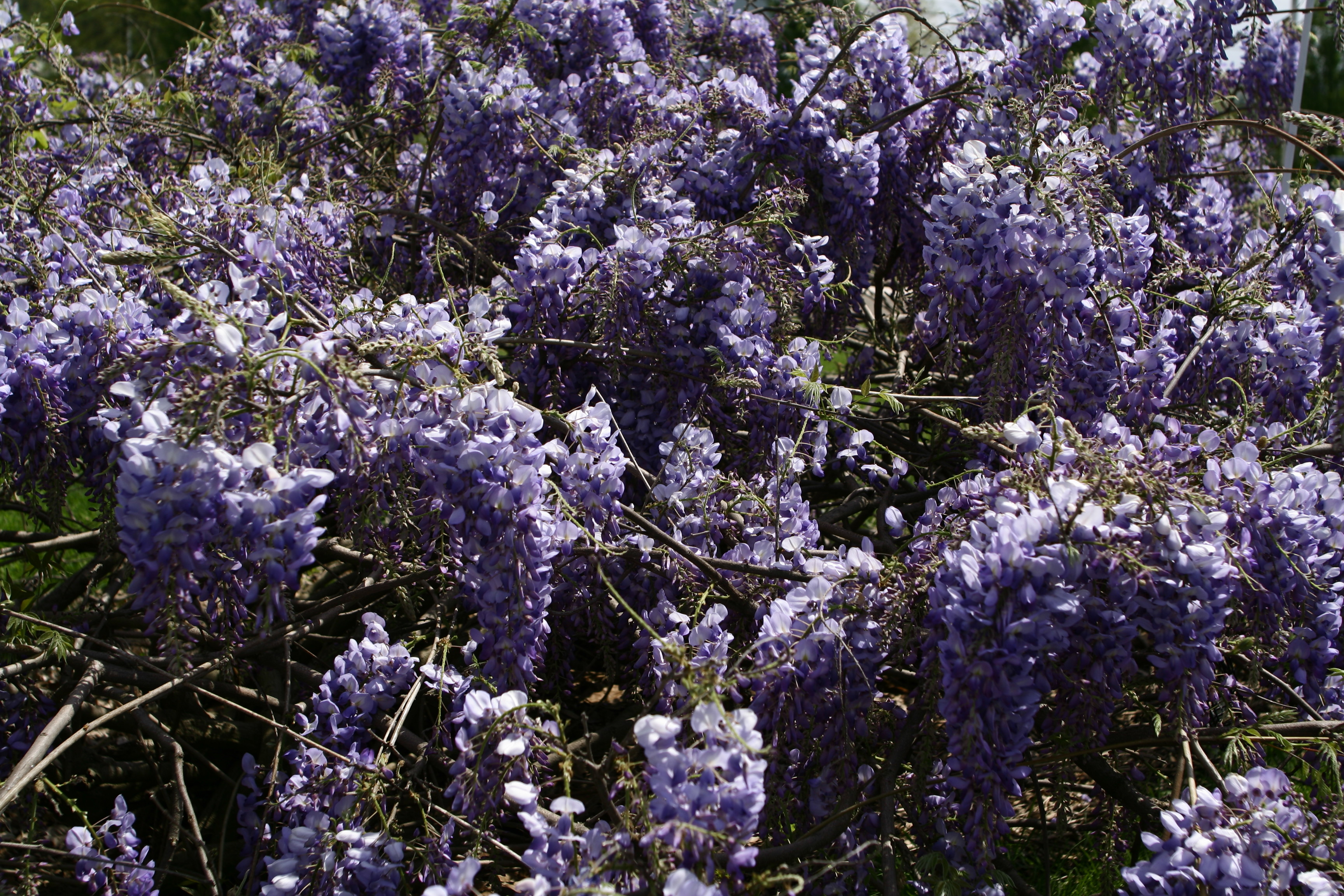Blue-flower-wisteria - West Virginia - ForestWander
