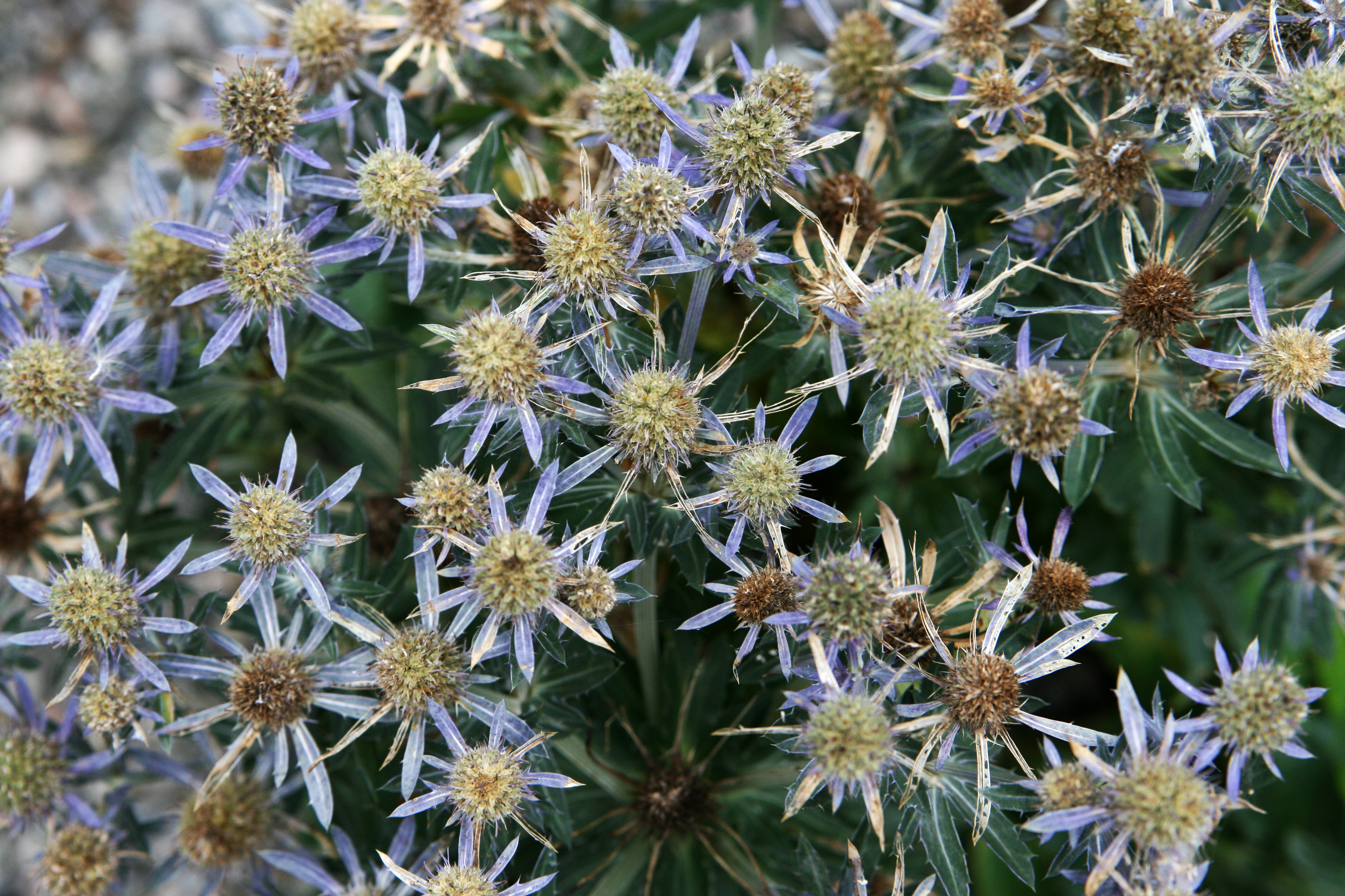 Blue and sharp (3813806344)