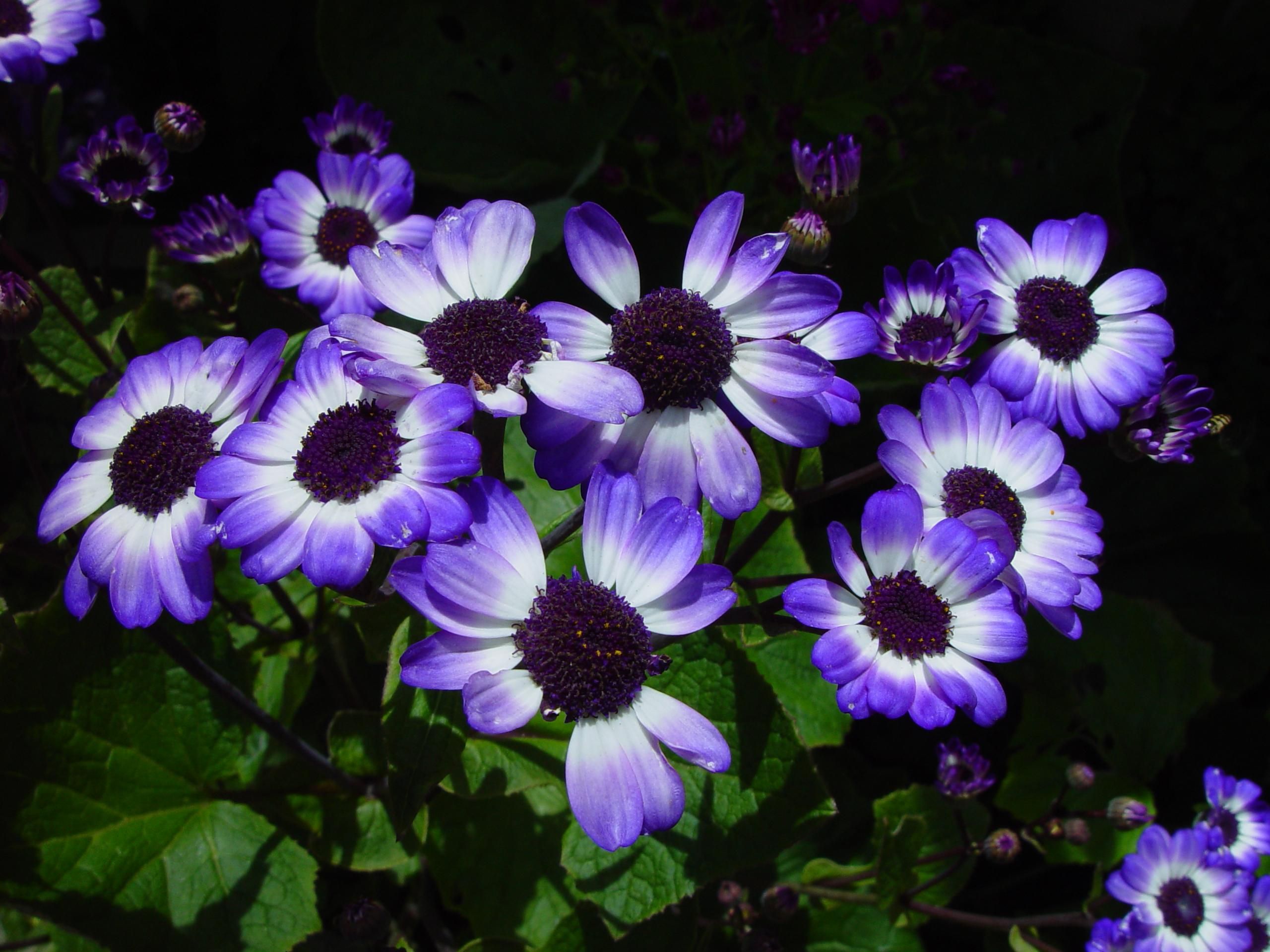 Blue flowers joondalup