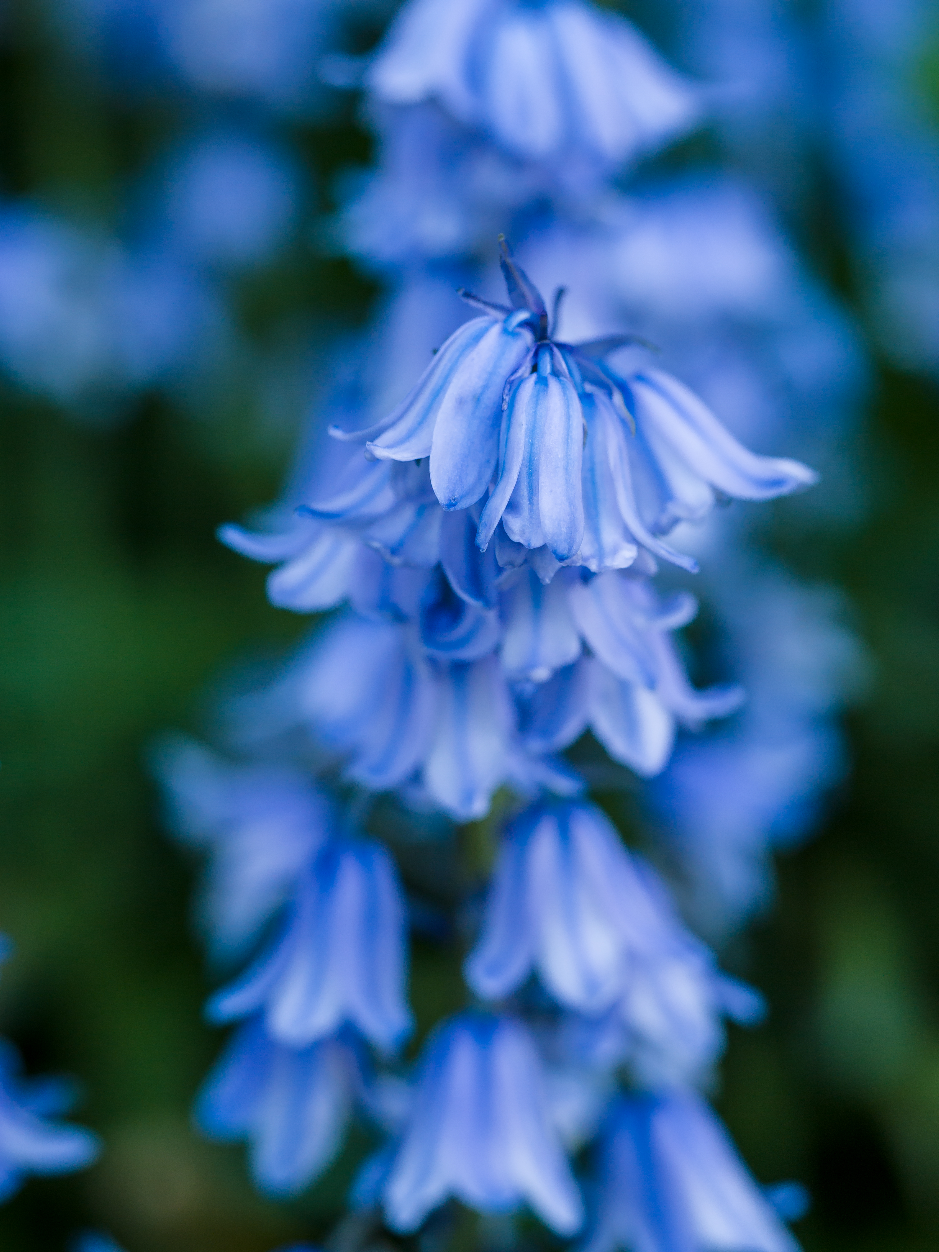 Bluebells (9059001727)