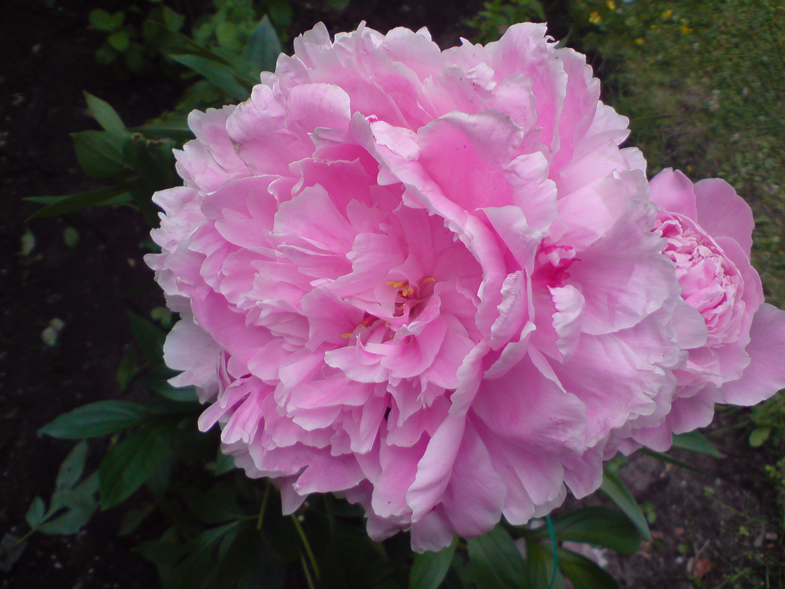 Blumen 9