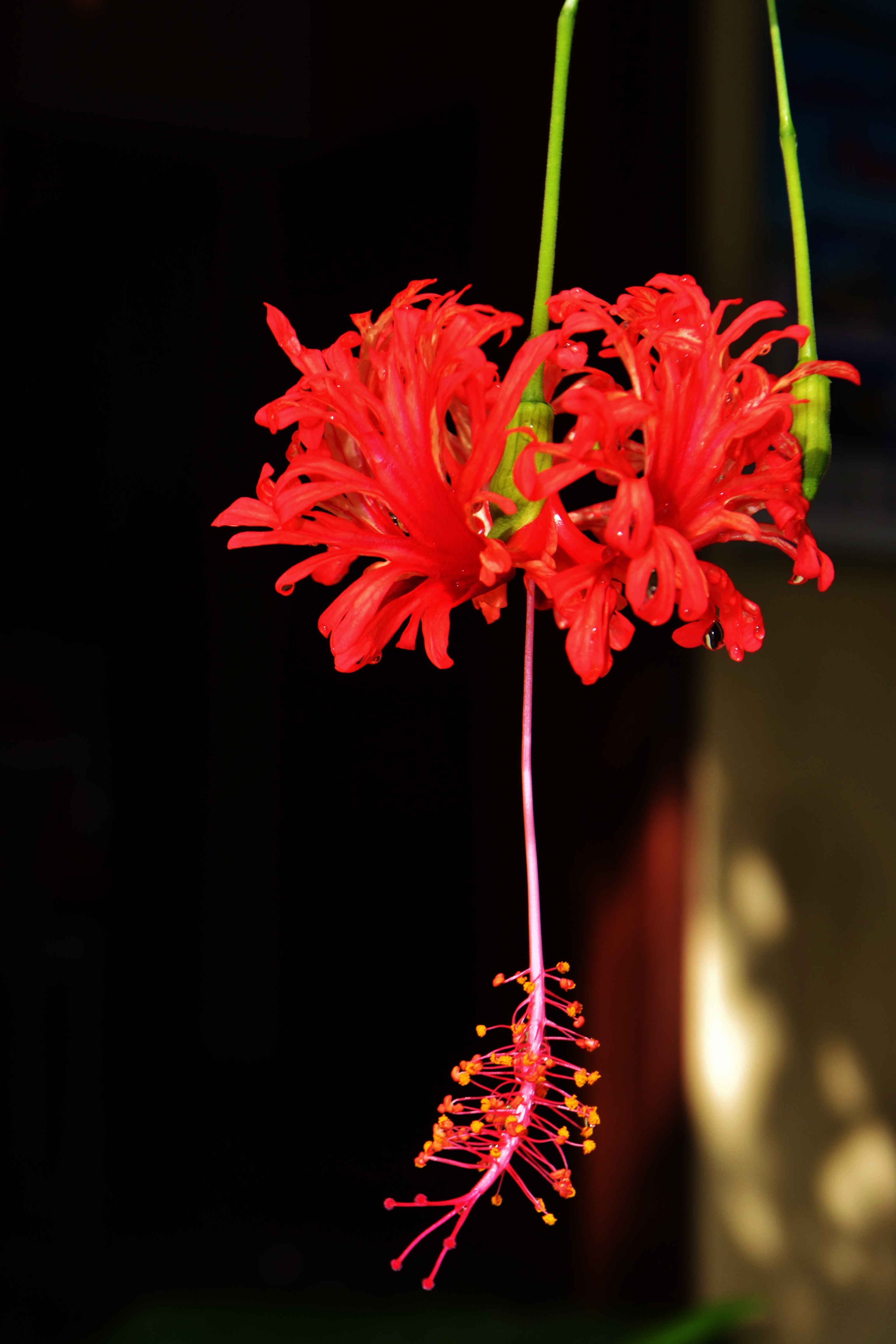 Boipeba - Hibiscus