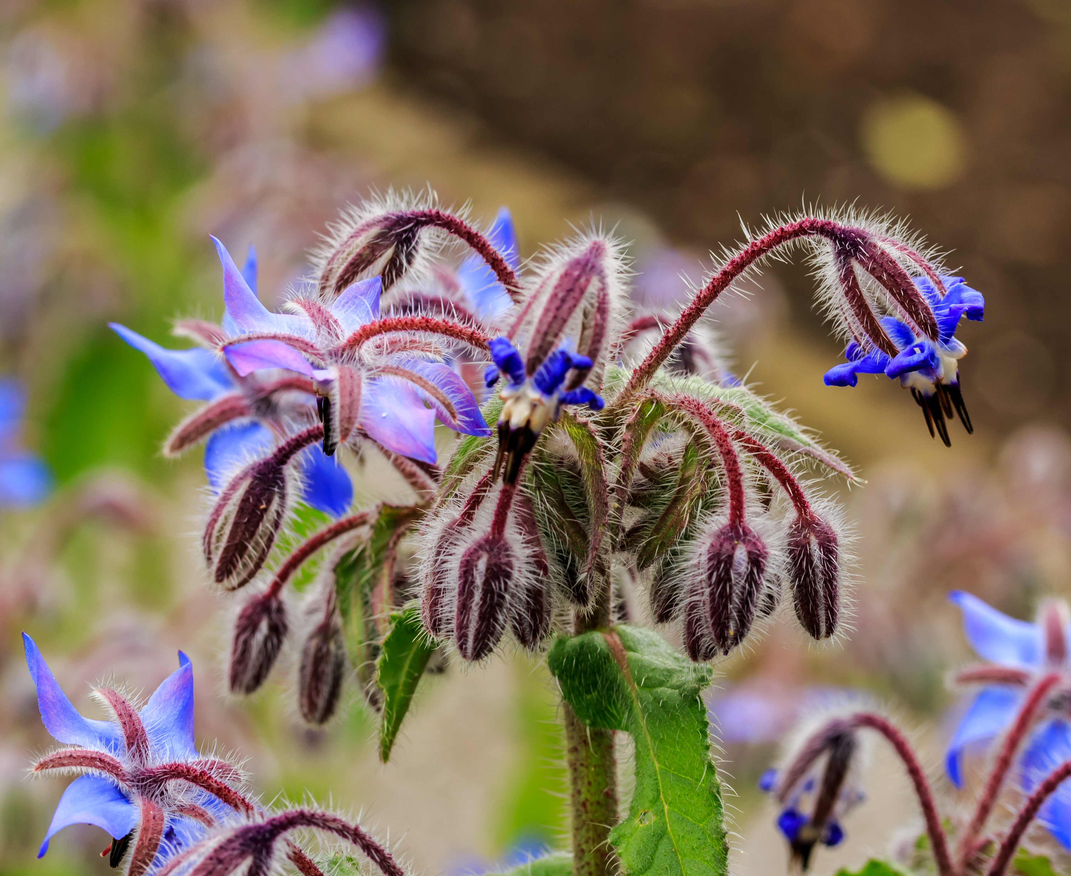 Borago officinalis. Locatie, De Kruidhof