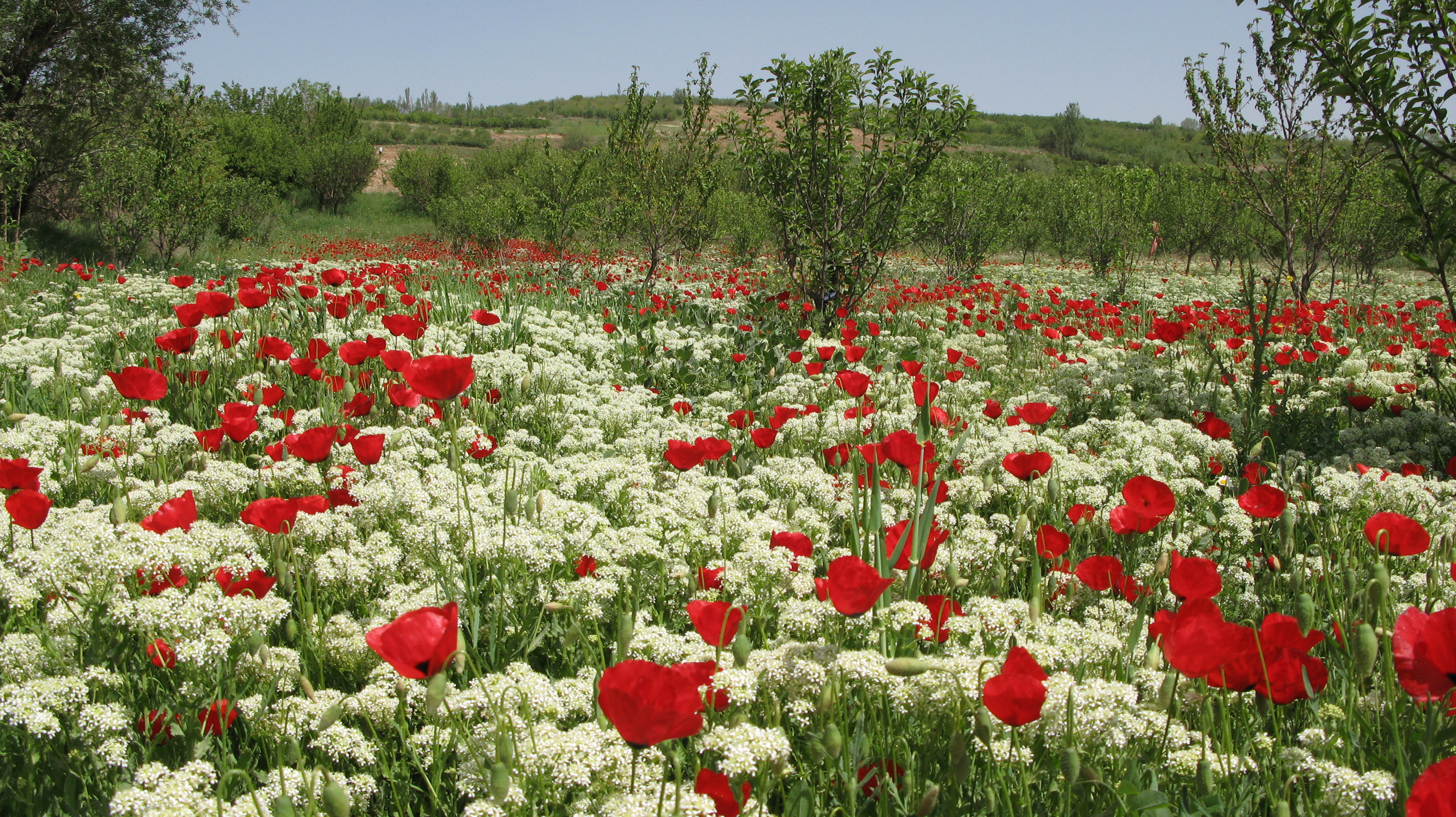 Boroujerd spring