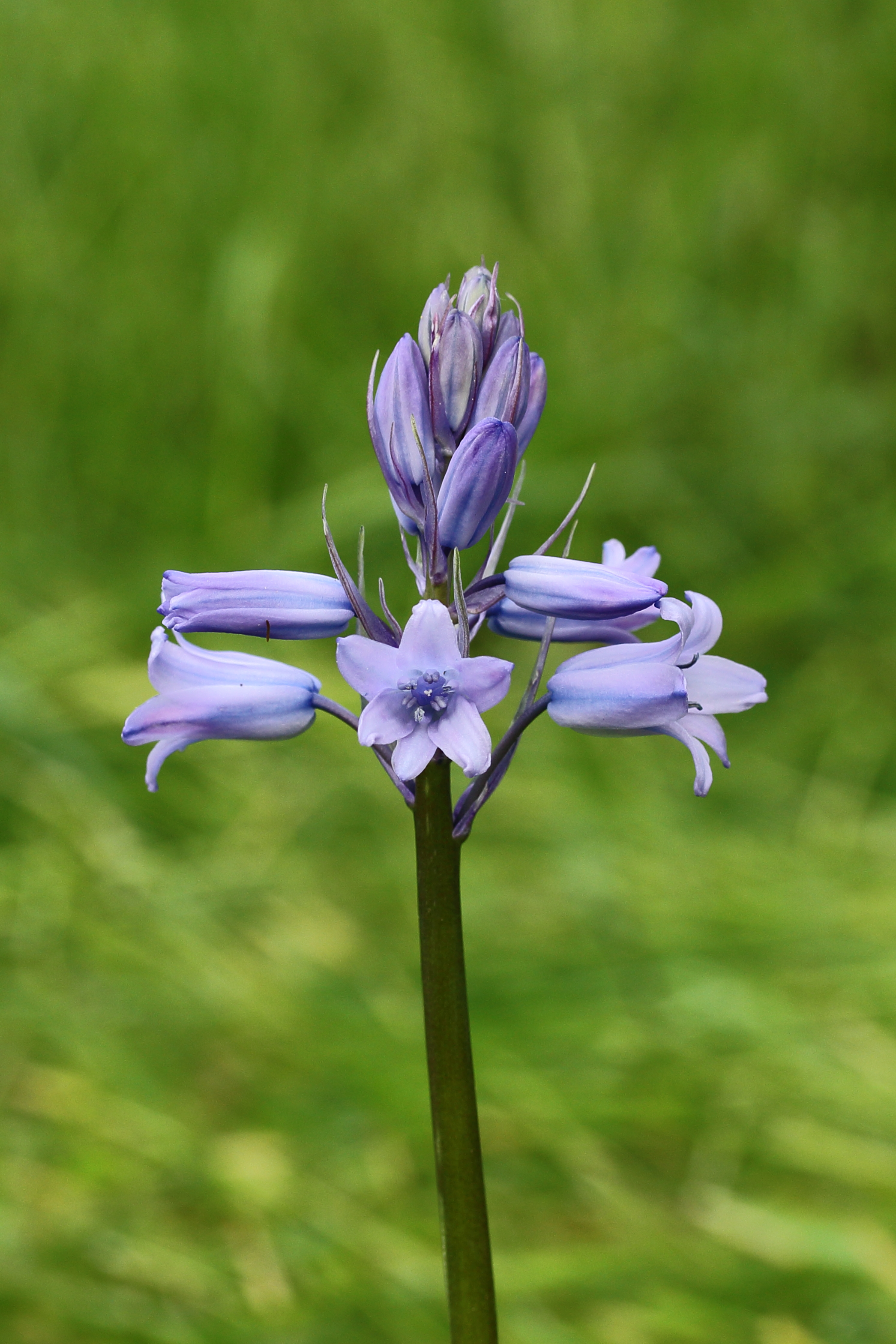 Boshyacint (Hyacinthoides non-scripta, synoniem Scilla non-scripta)