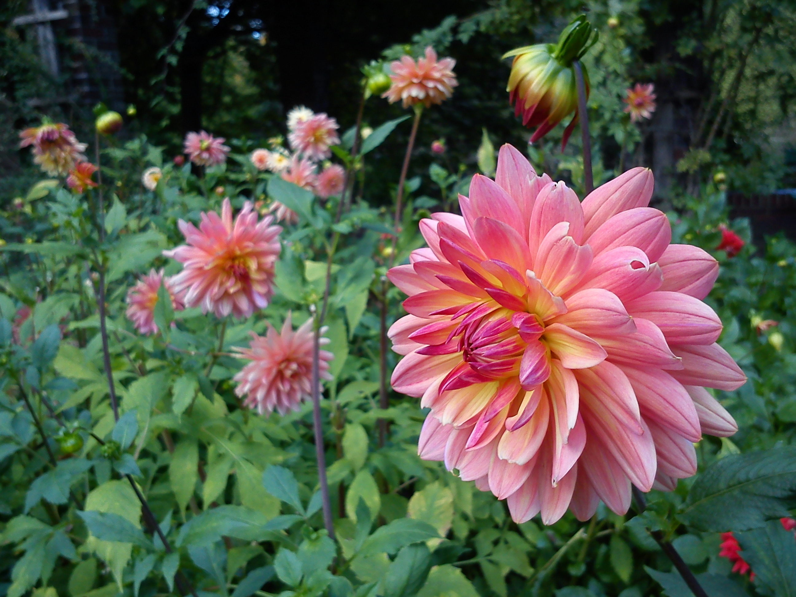 Botanical Garden Poznan xxxx (4)