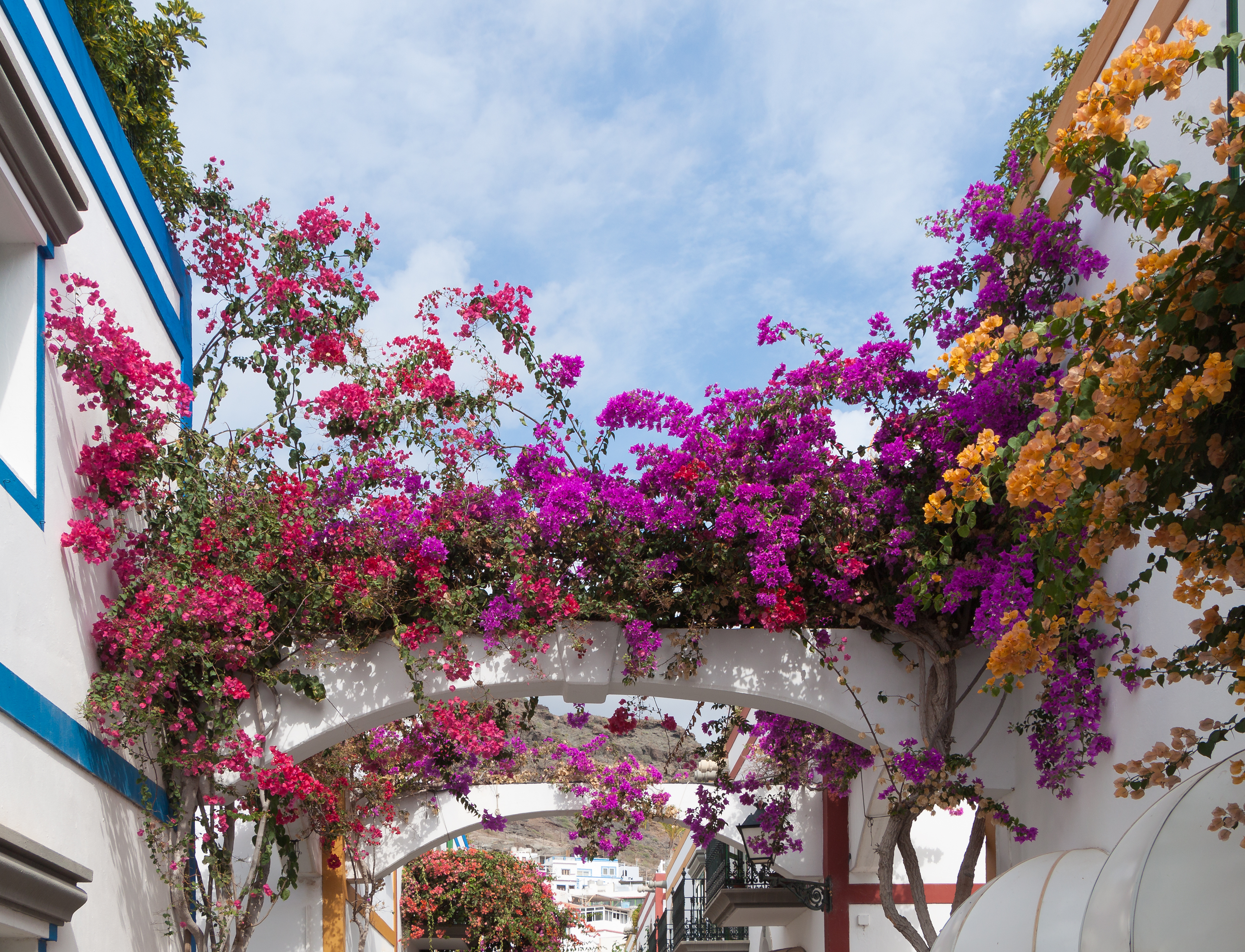 Bougainvilleas - Puerto de Mogán - 02
