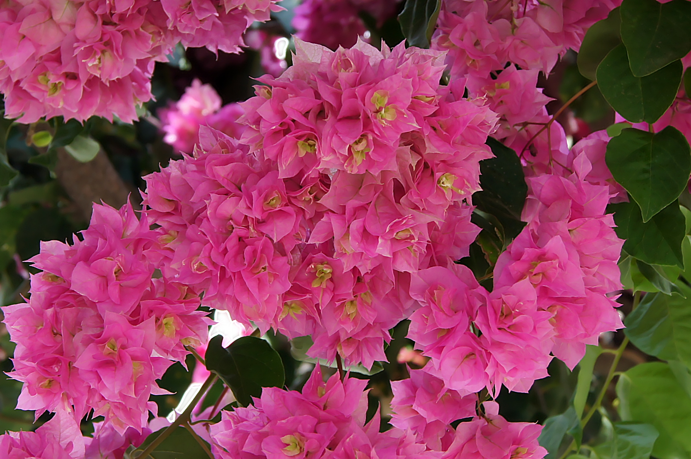 Bougainvilliers 1