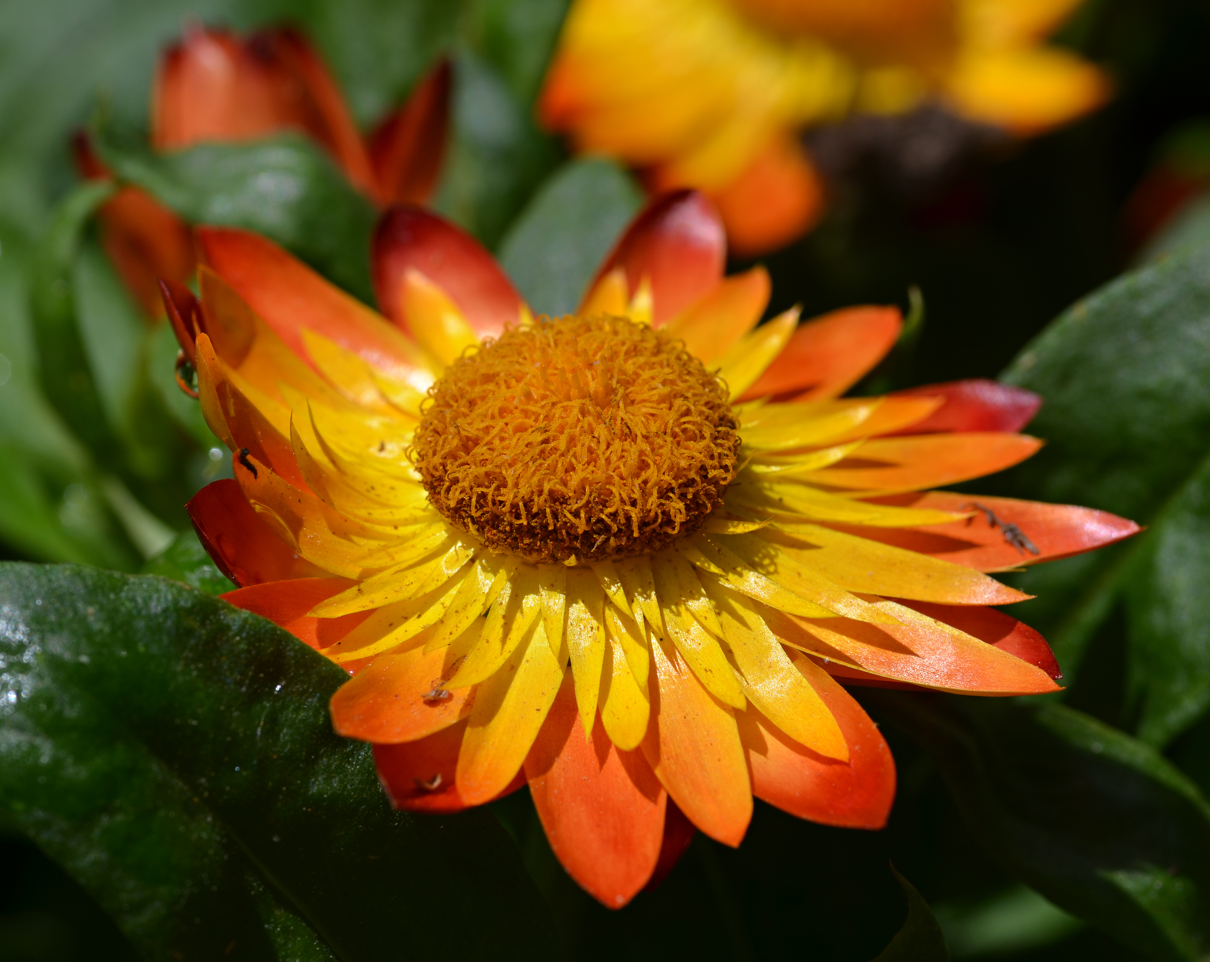 Bracteantha bracteata 'Flobrafla' Flower