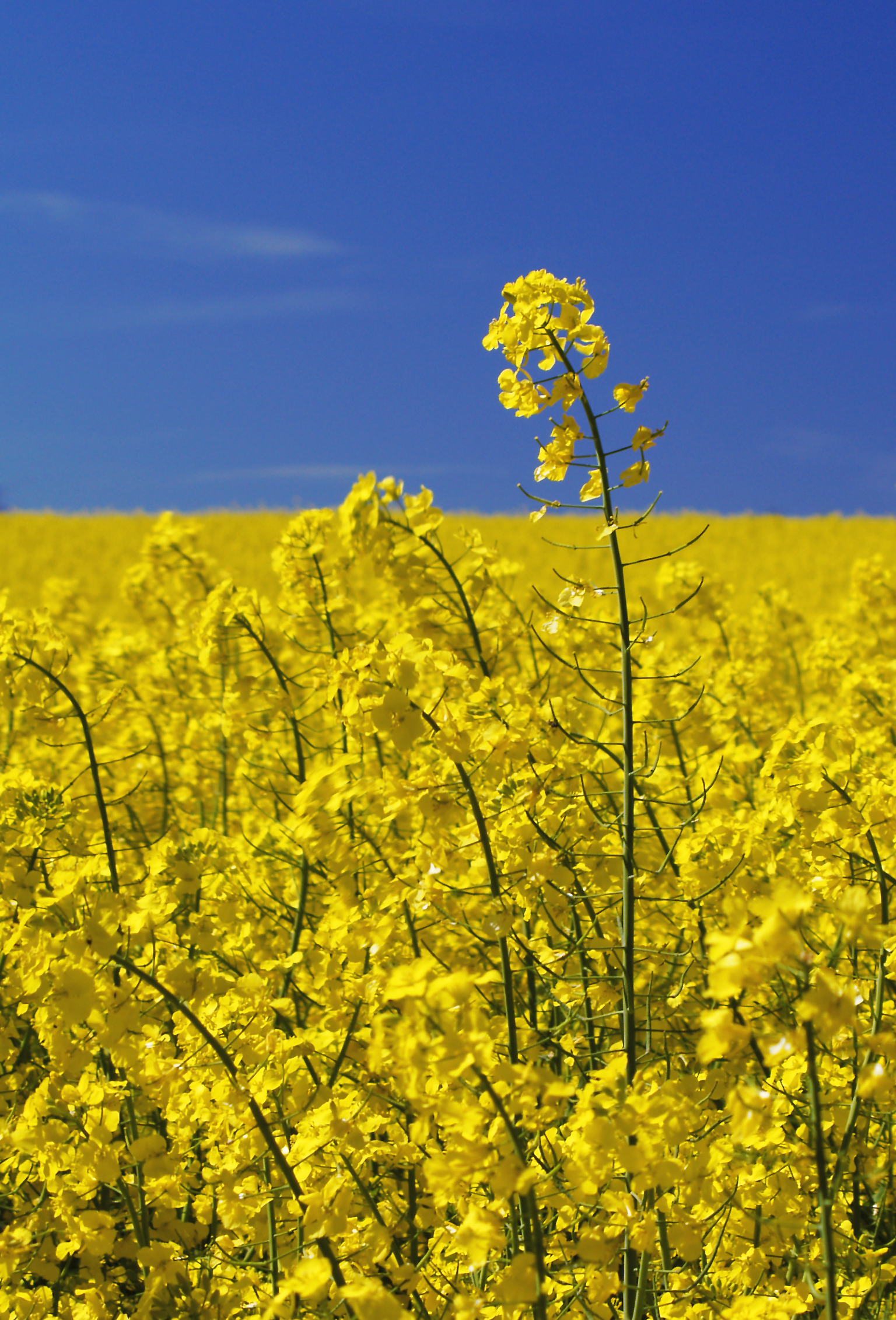 Brassica napus LC0027