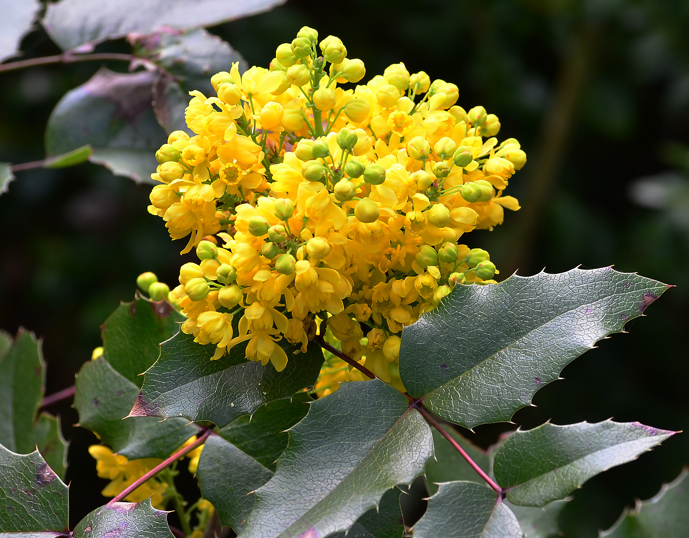 Brilon, Kurpark, Mahonia aquifolium 2