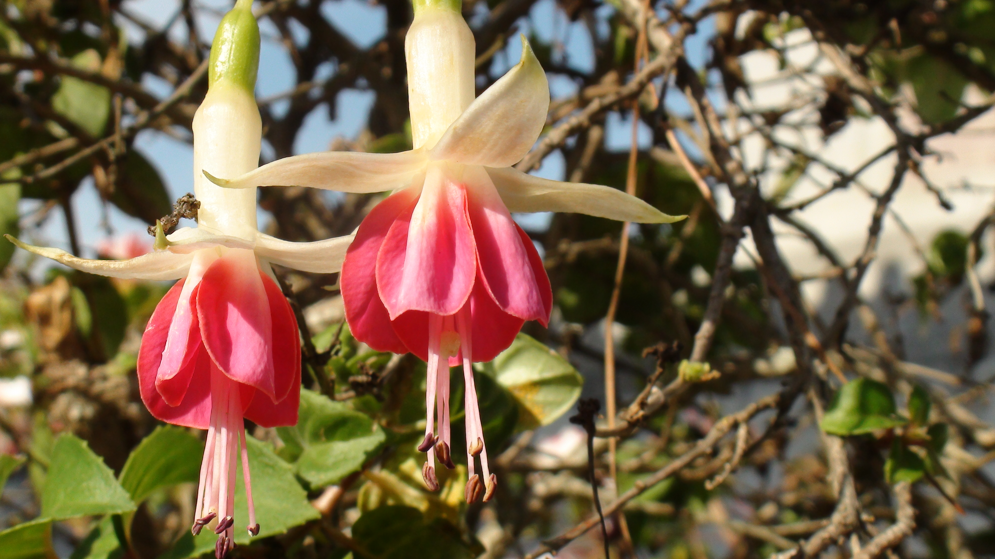 Brincos De Princesa