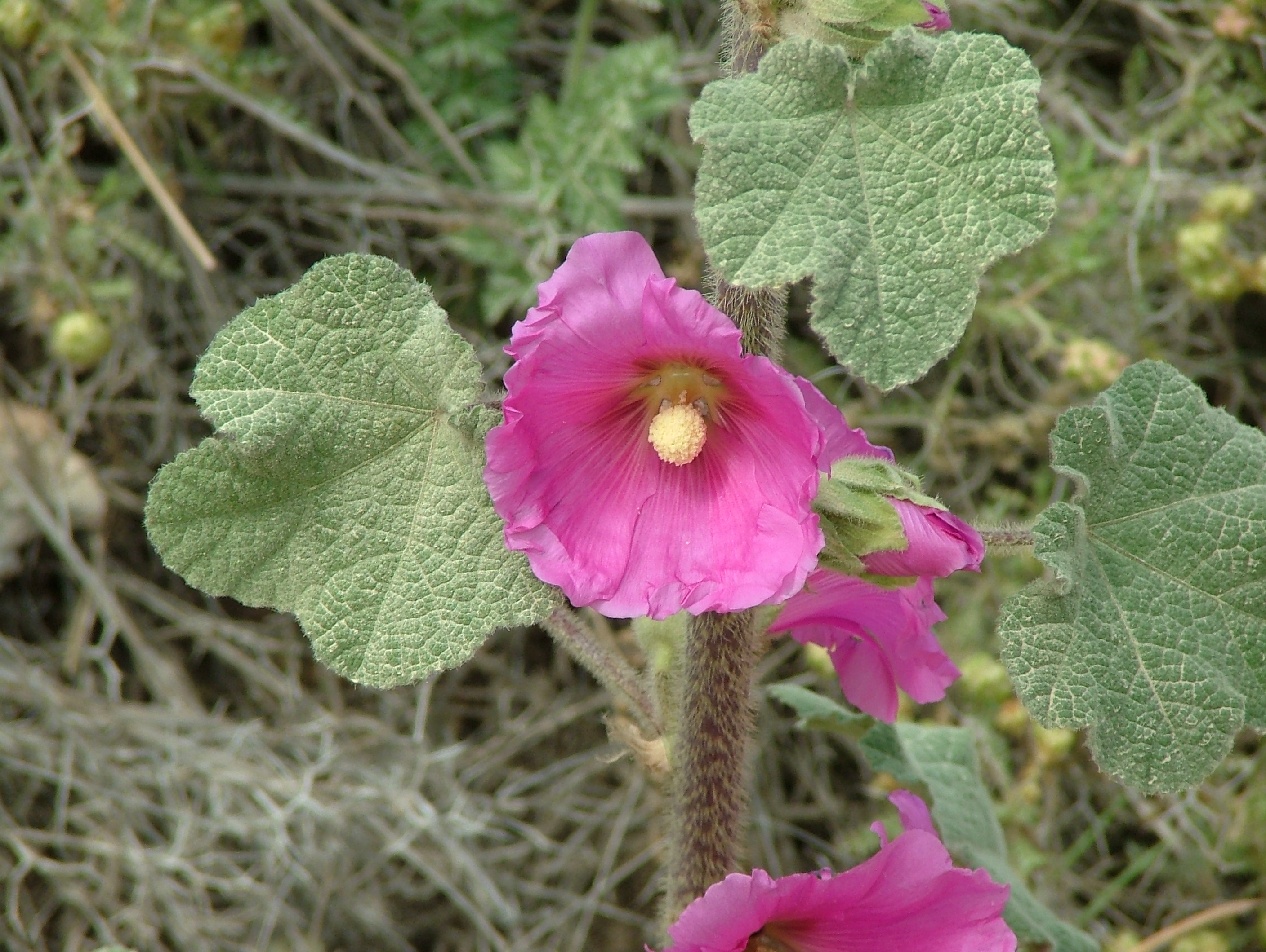Bristly Hollyhock 01