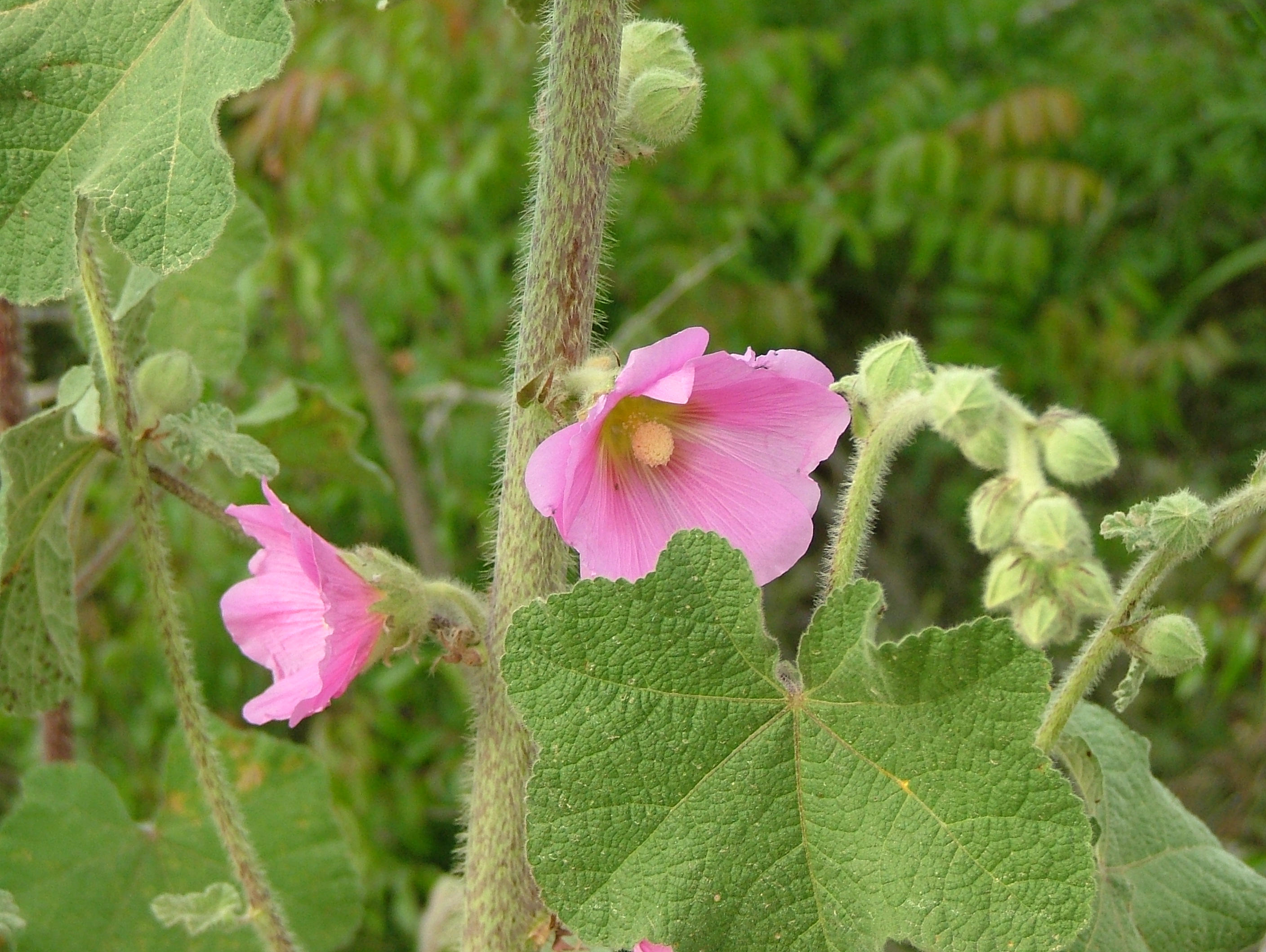 Bristly Hollyhock 03