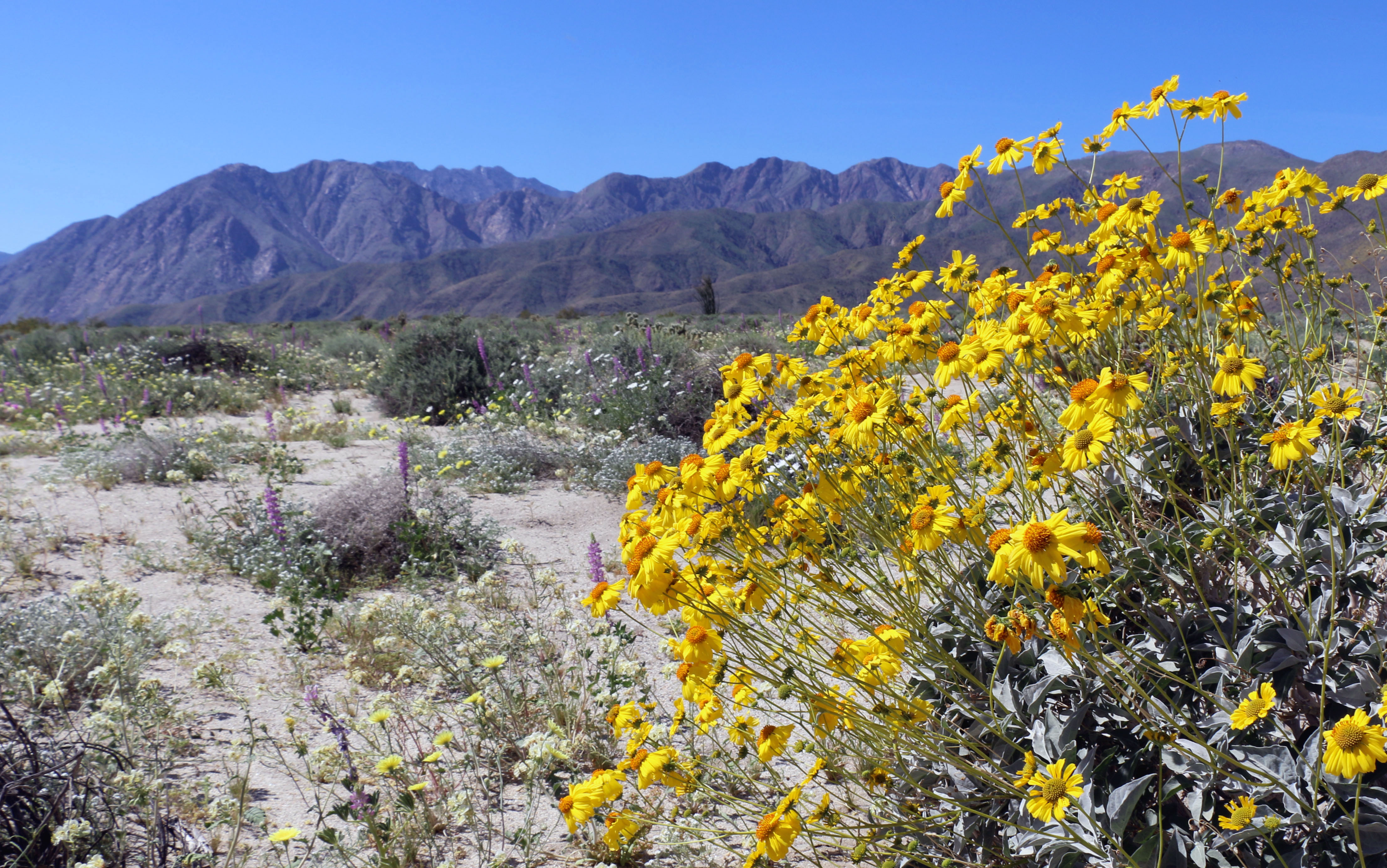 Brittlebush in the desert (33596888695)