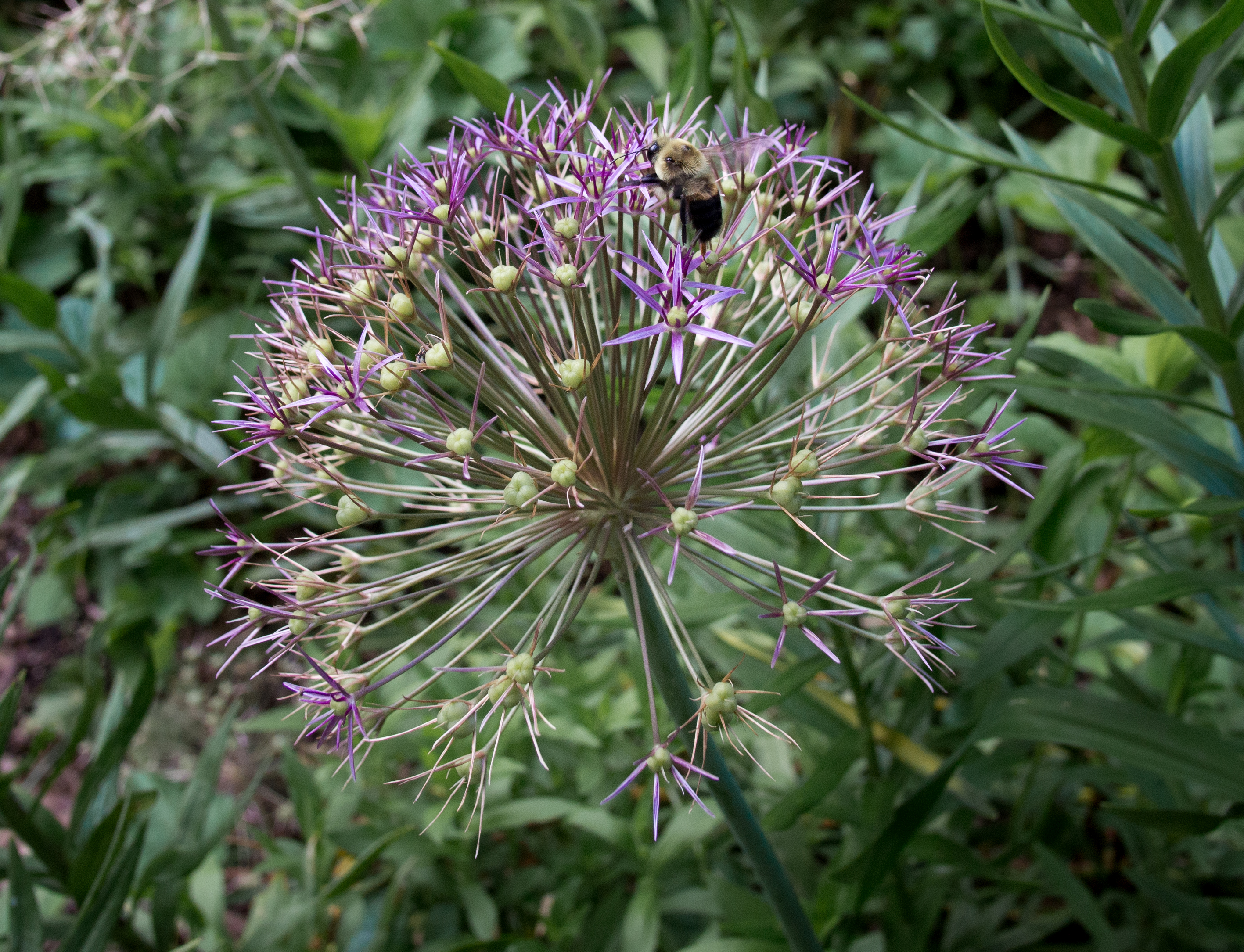 Brown-belted bumble bee on Allium in Central Park (81630)