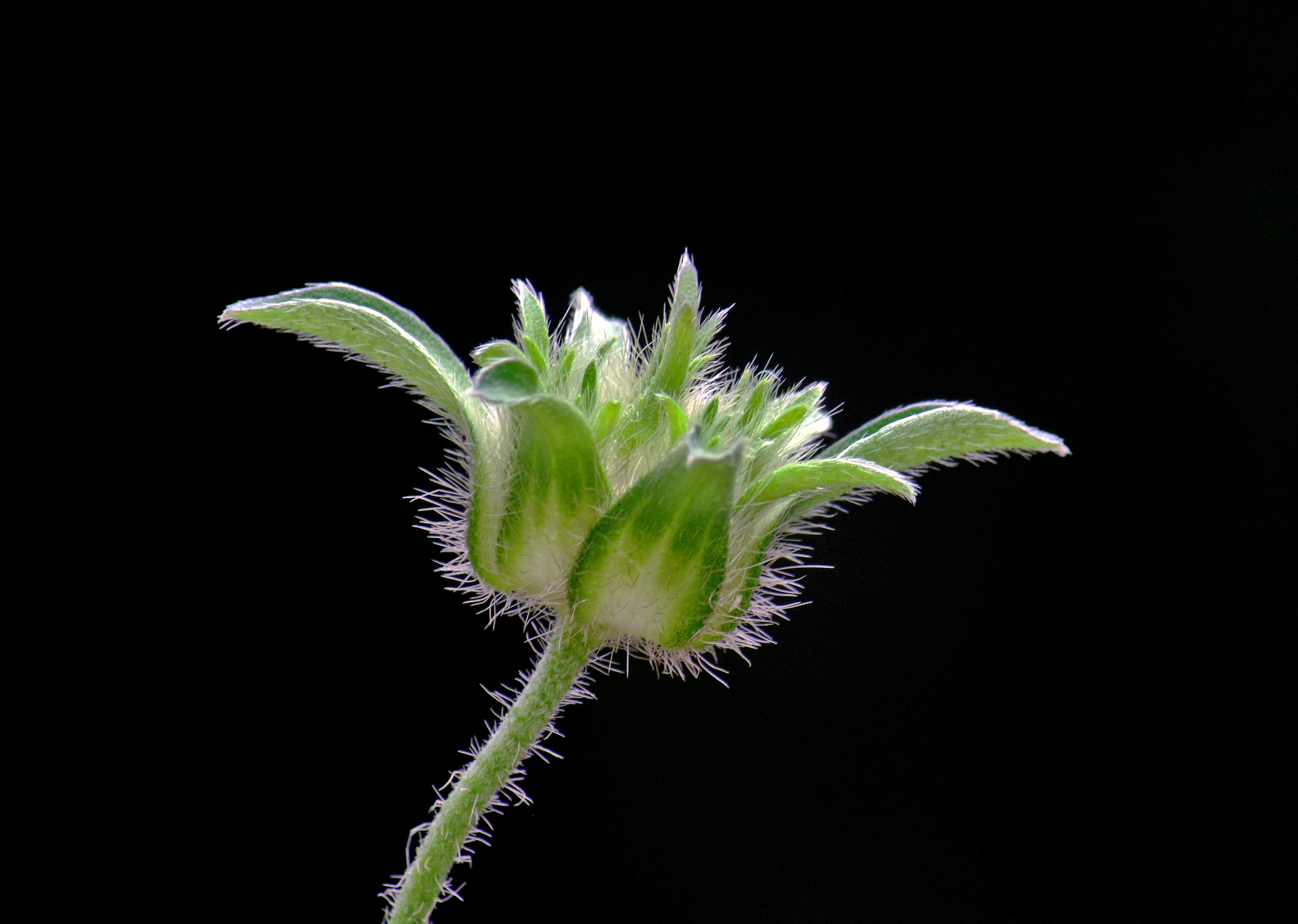 Bud of Tiger's footprint (Ipomoea pes-tigridis)
