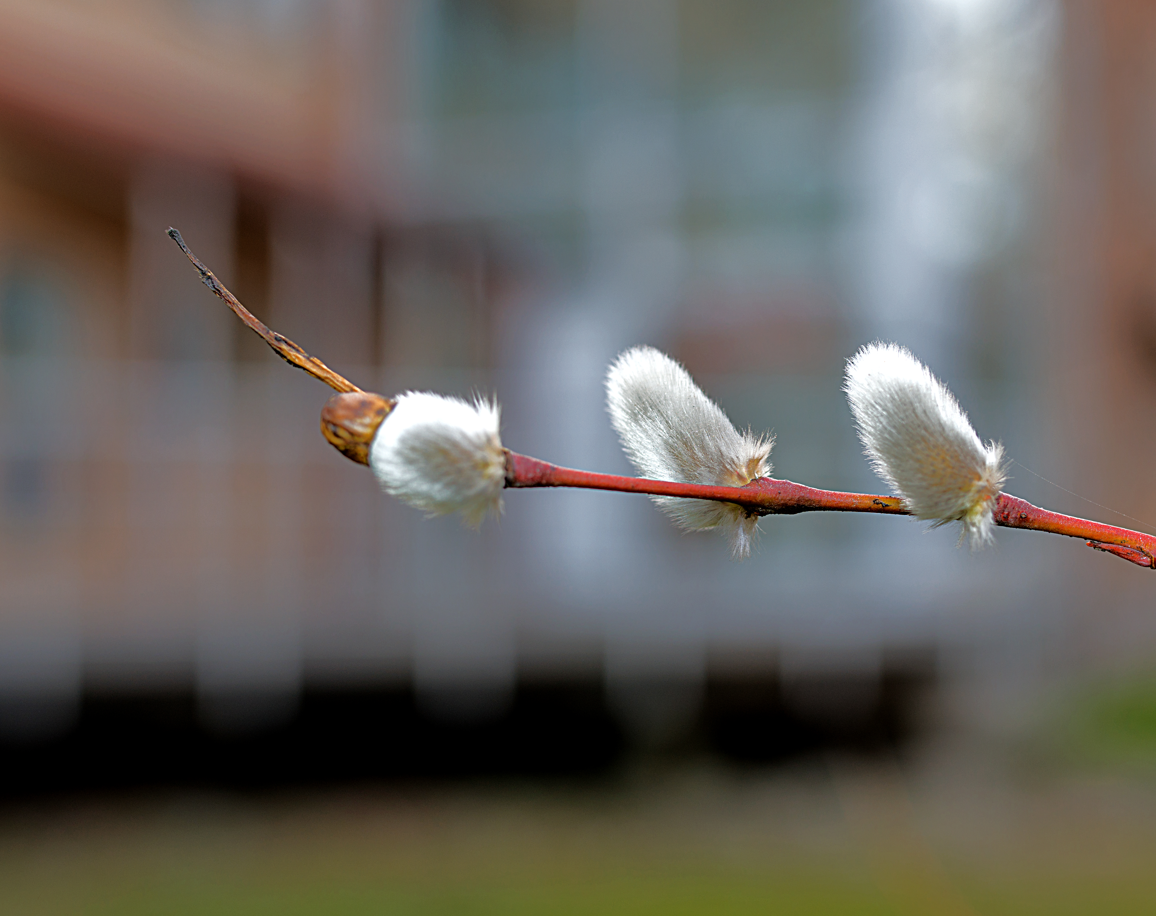 Buds 5067