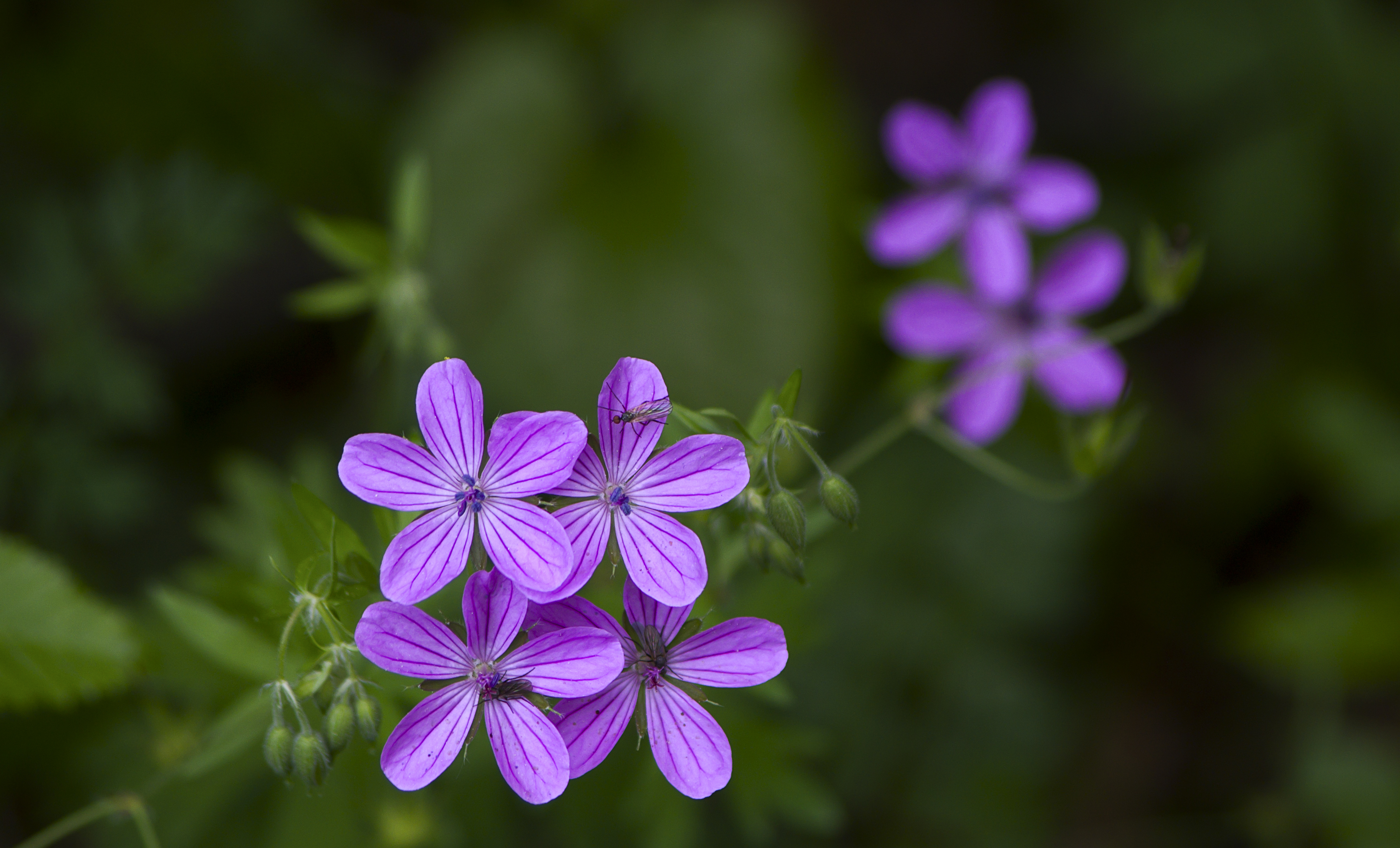 Bulgarian Flora by Katya(16278224799)