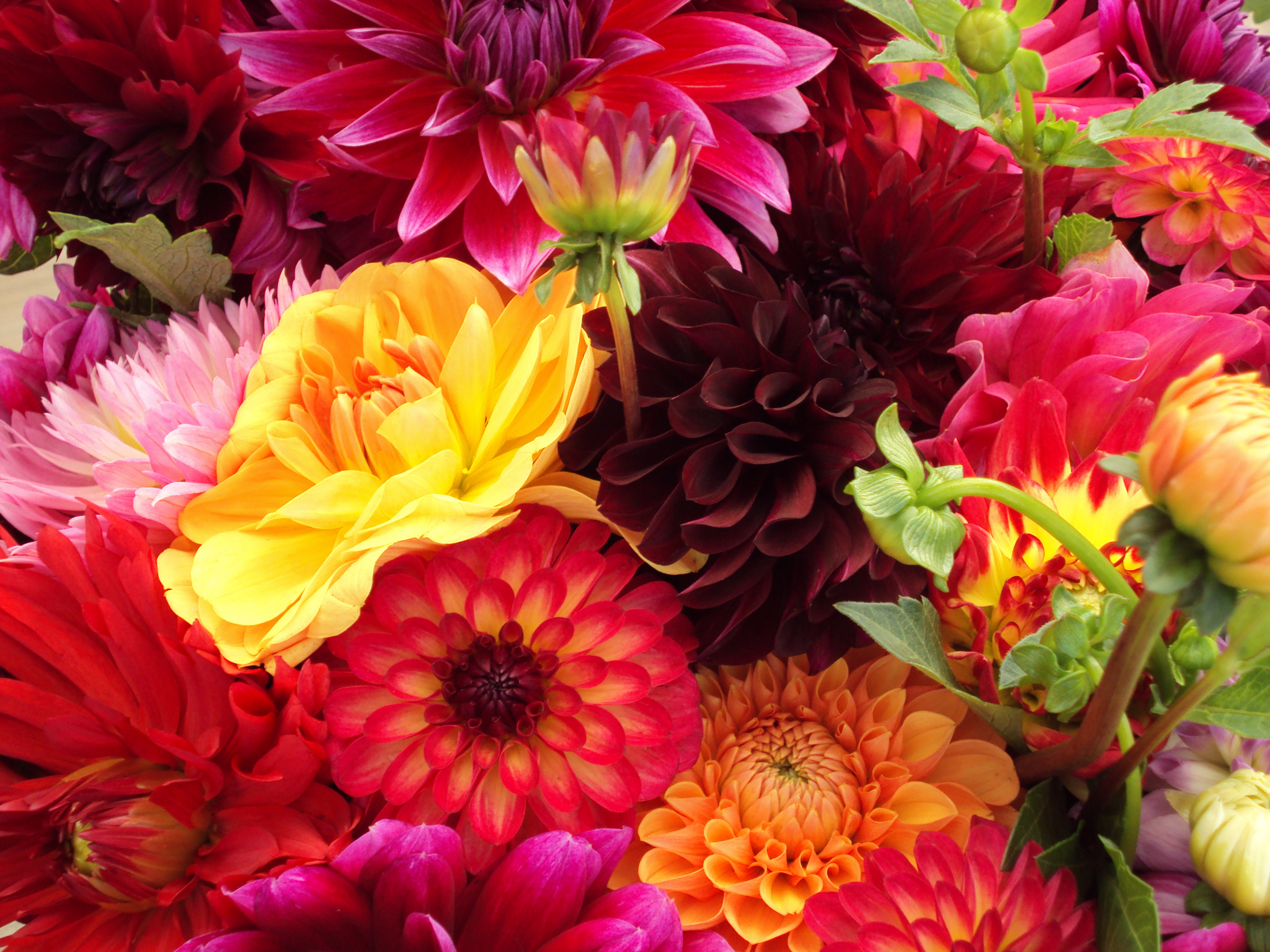 Bunch of flowers