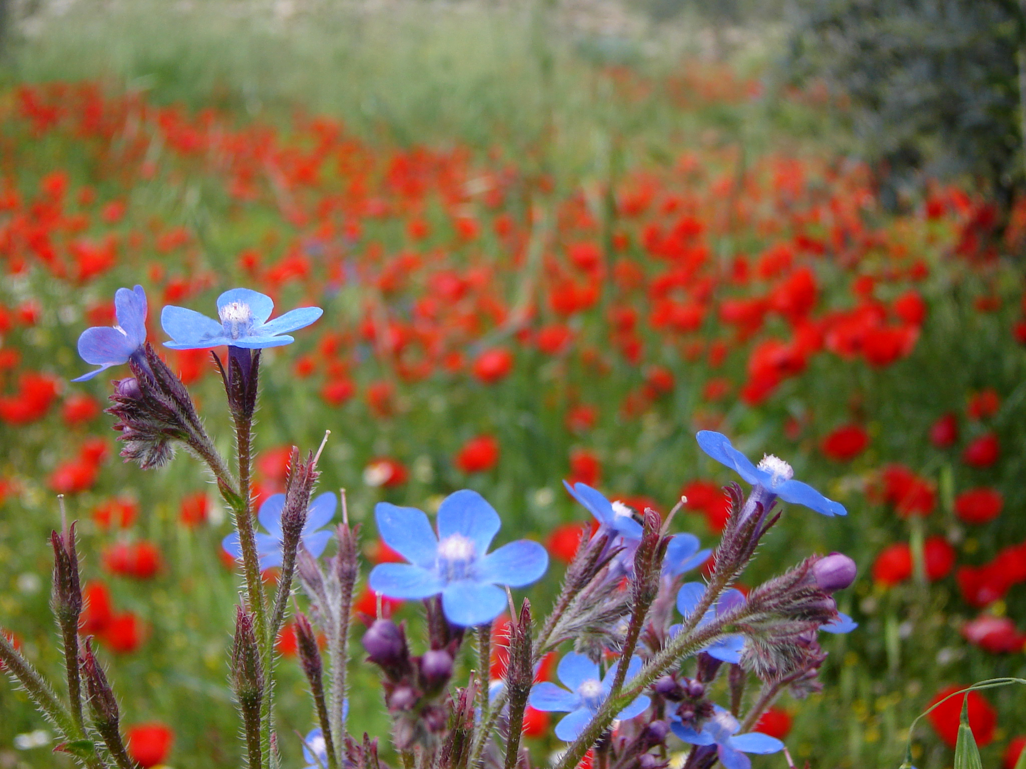 Burnatflowers10