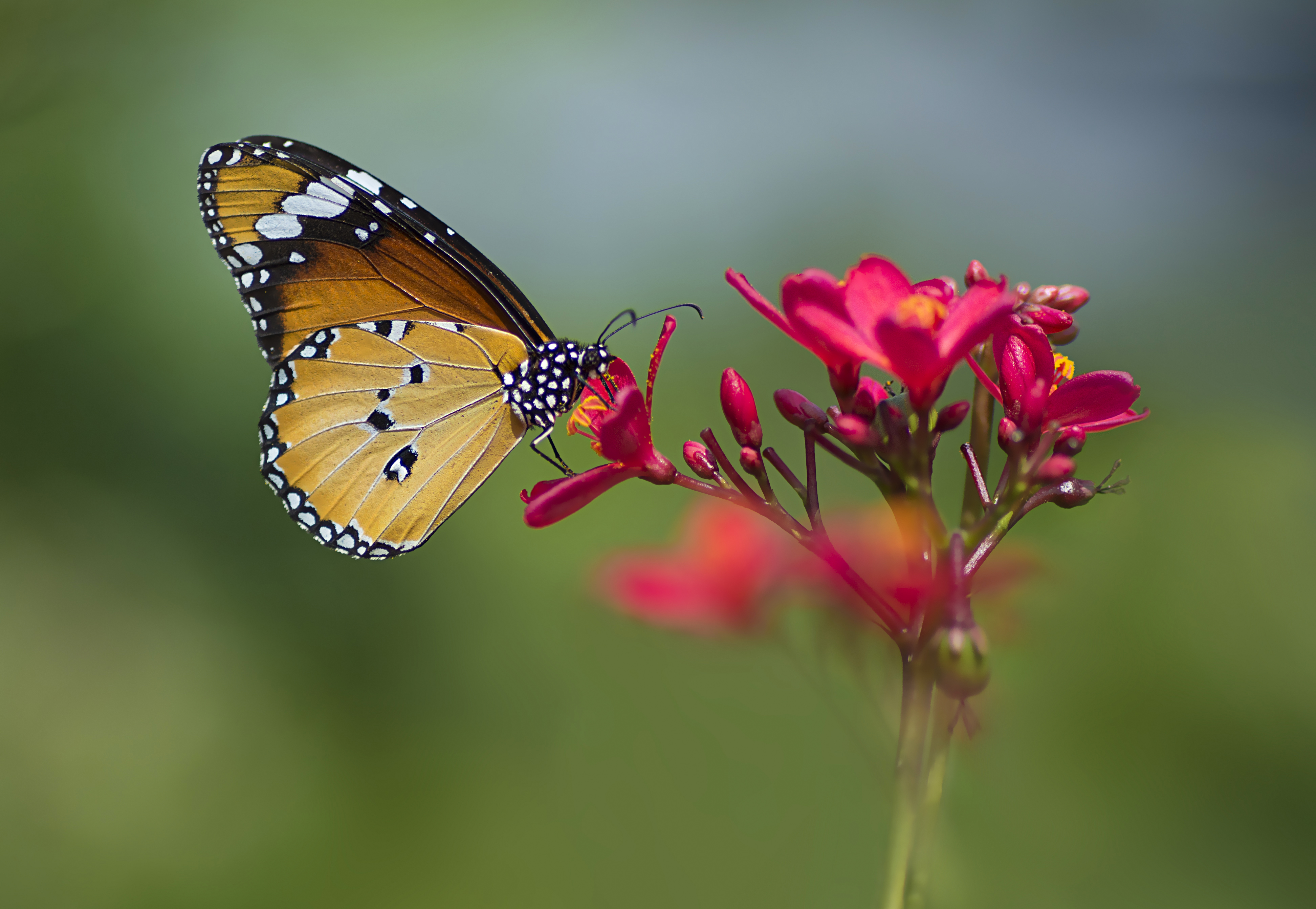 Butterfly Botanical Garden 2