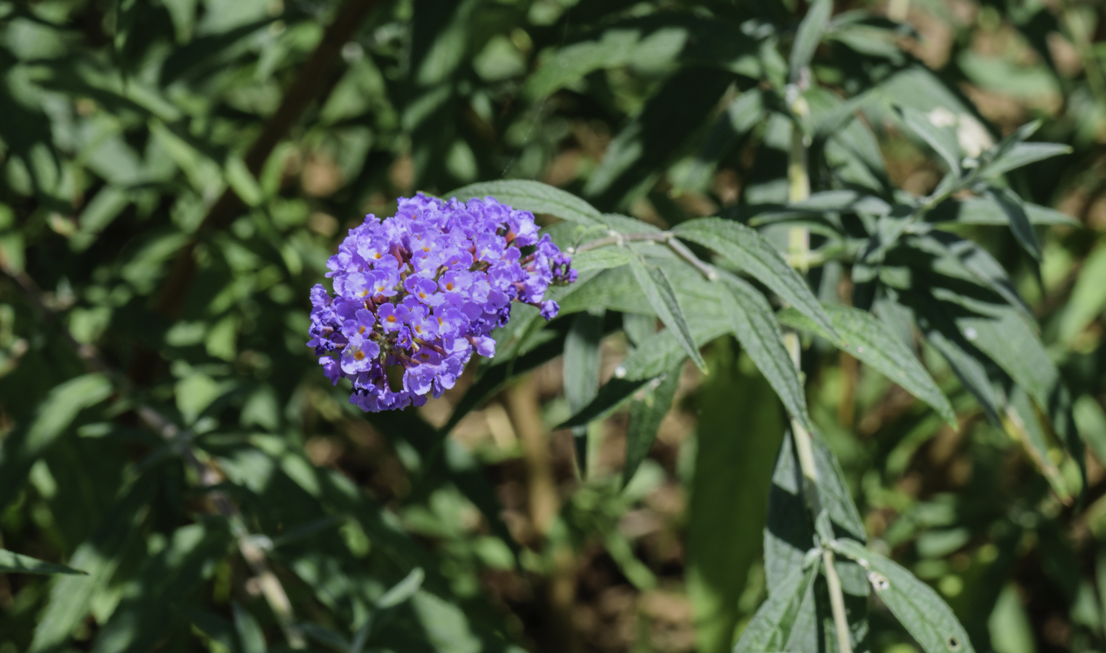 Butterfly Bush NBG LR