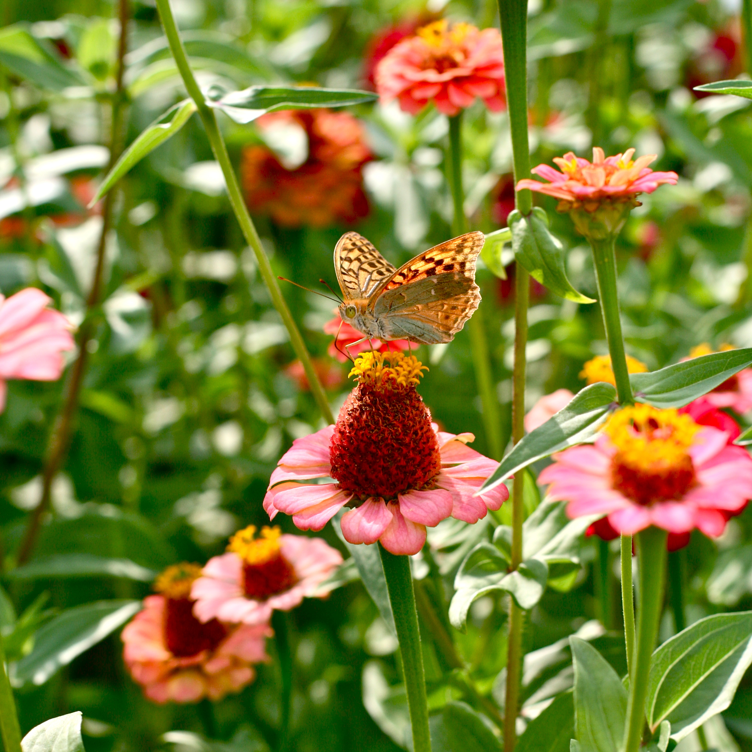 Butterflys lunch (10248009706)