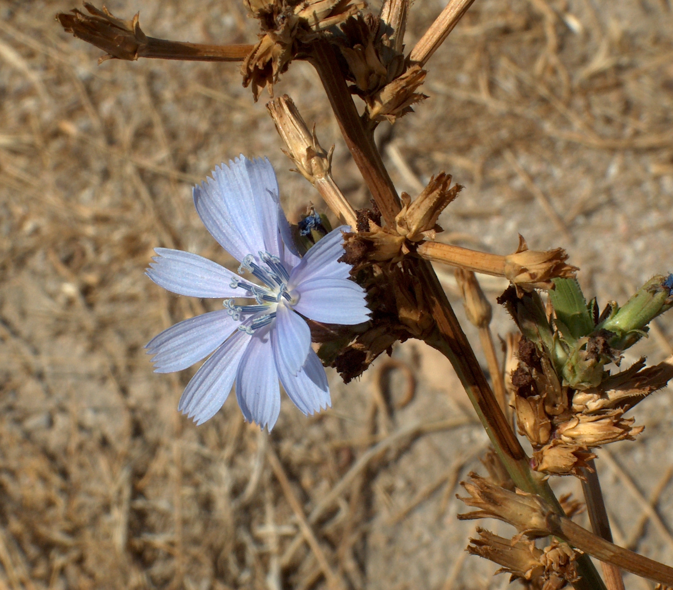 C. intybus flor-3