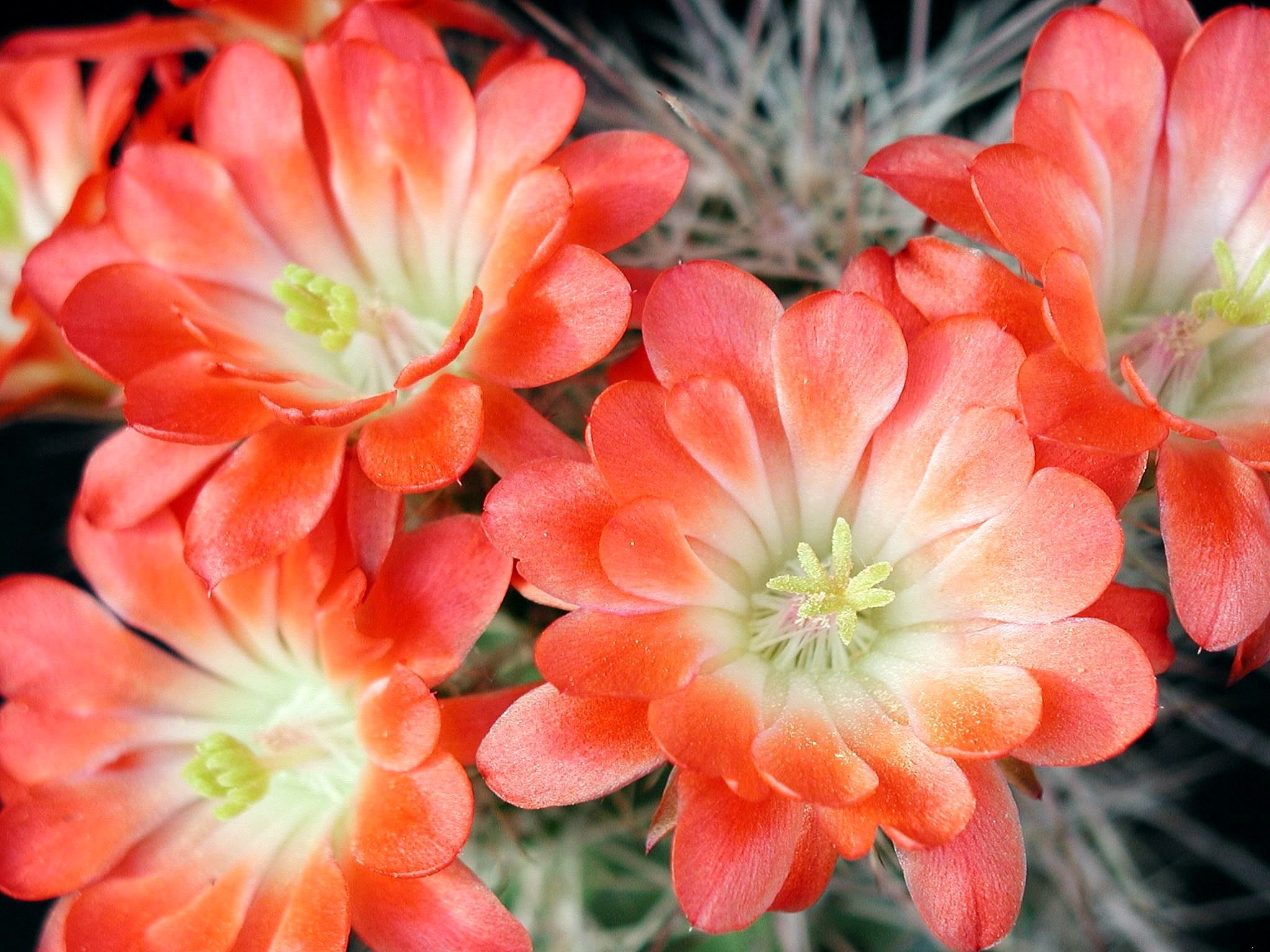 Cactaceae plant