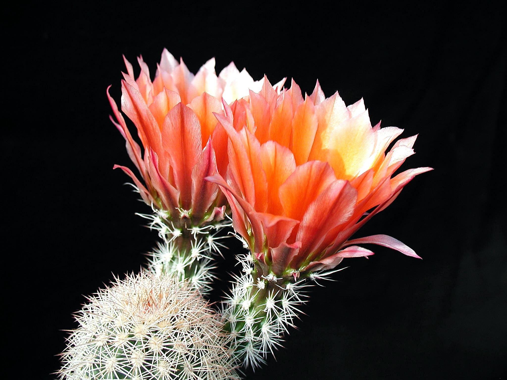 Cacti flowers