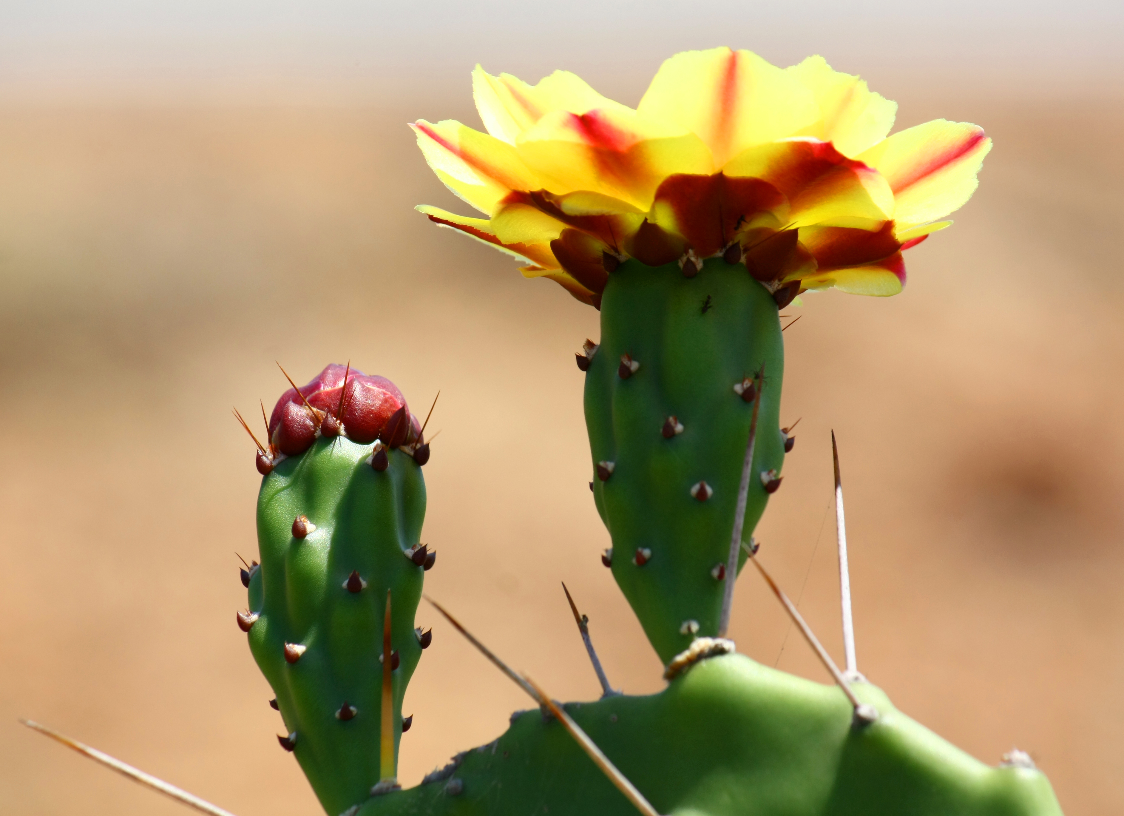 Cactus (Opuntia phaeacantha) flower