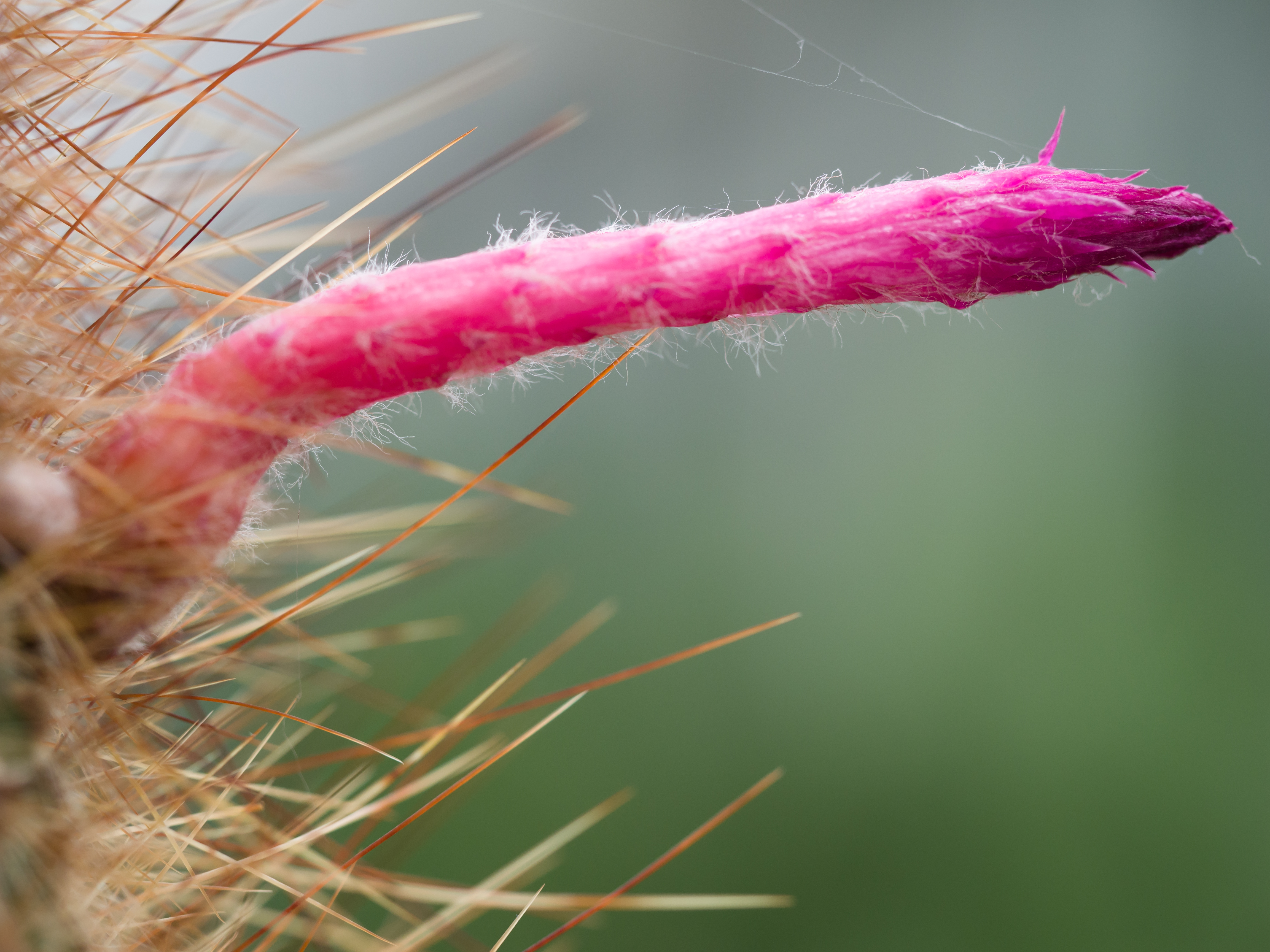 Cactus flower (14932620961)