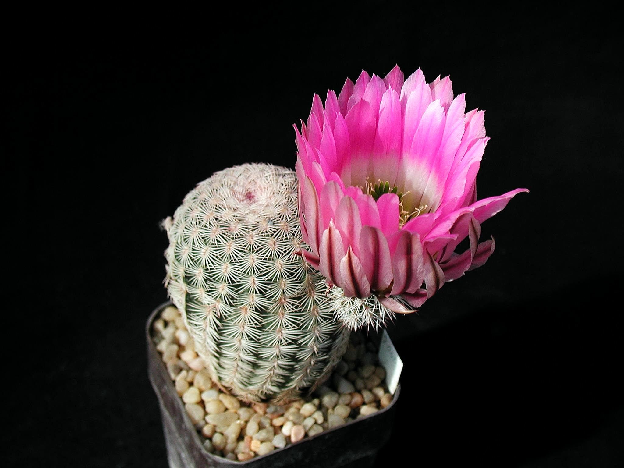 Cactus photo