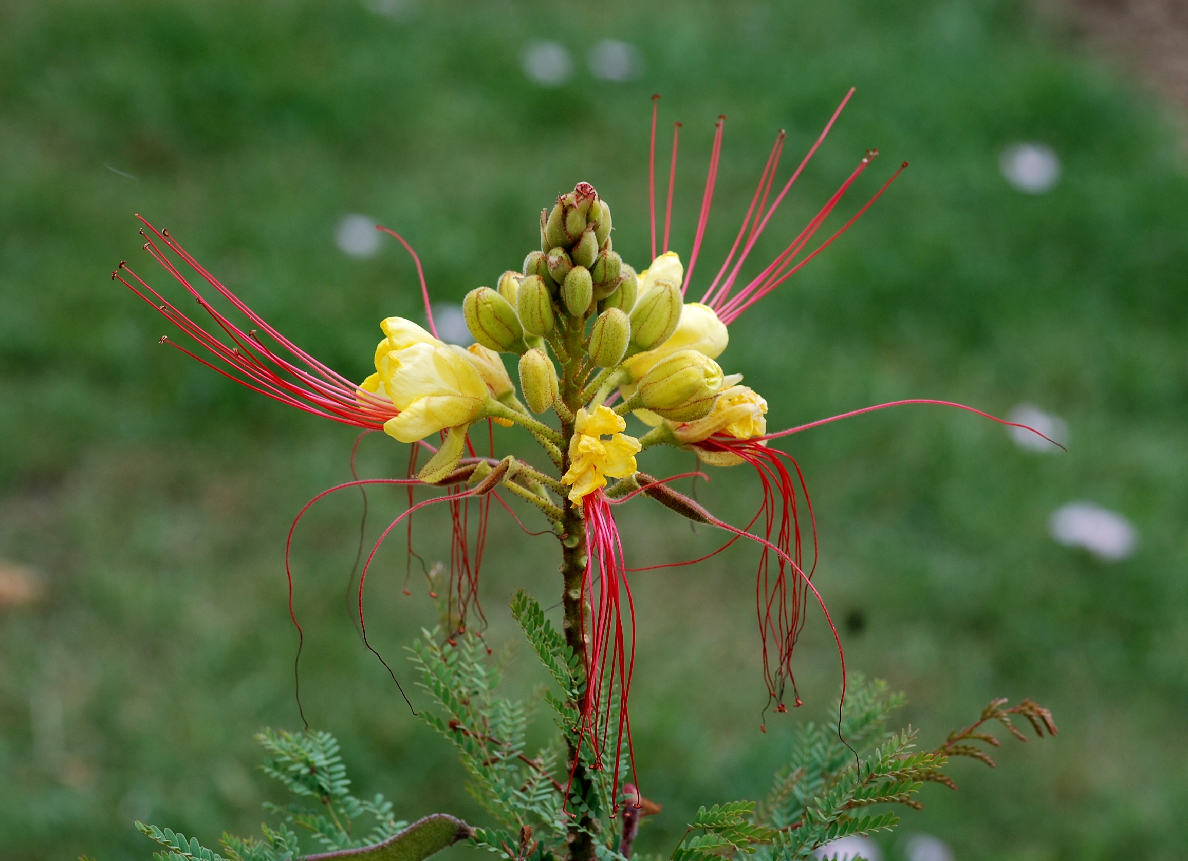 Caesalpinia July 2011-2