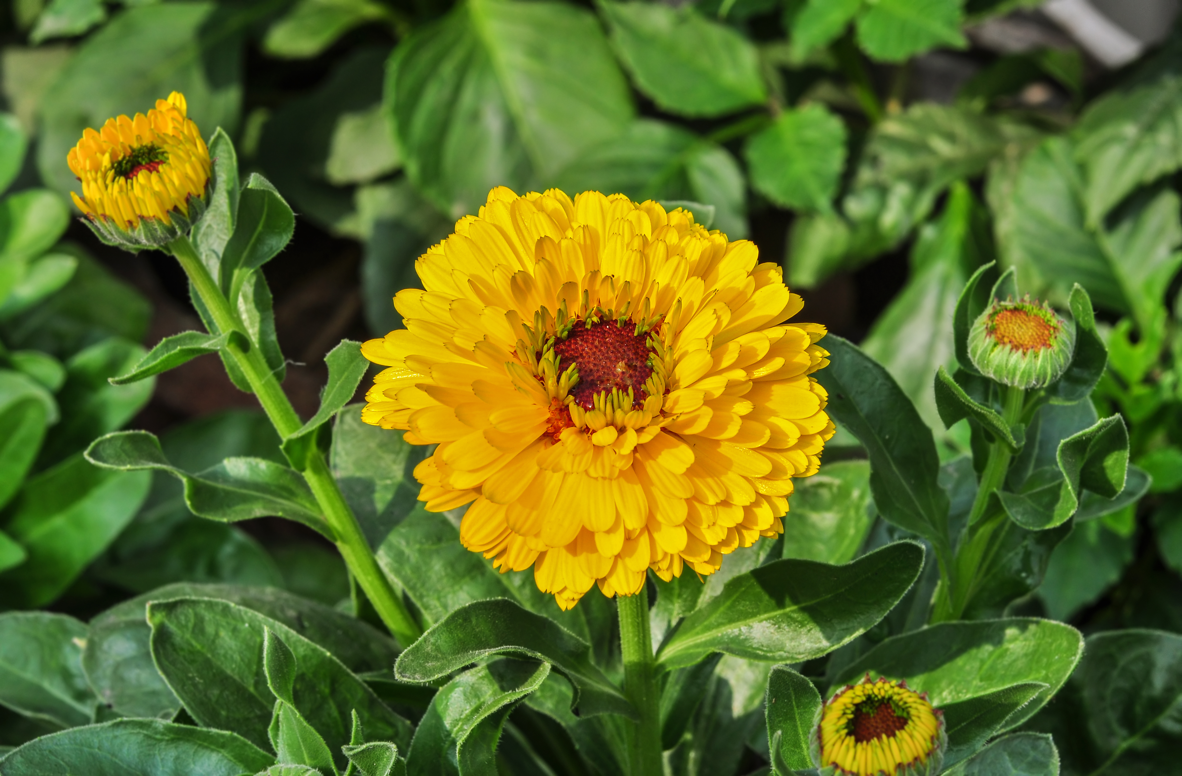 Calendula officinalis 02012015 (1)