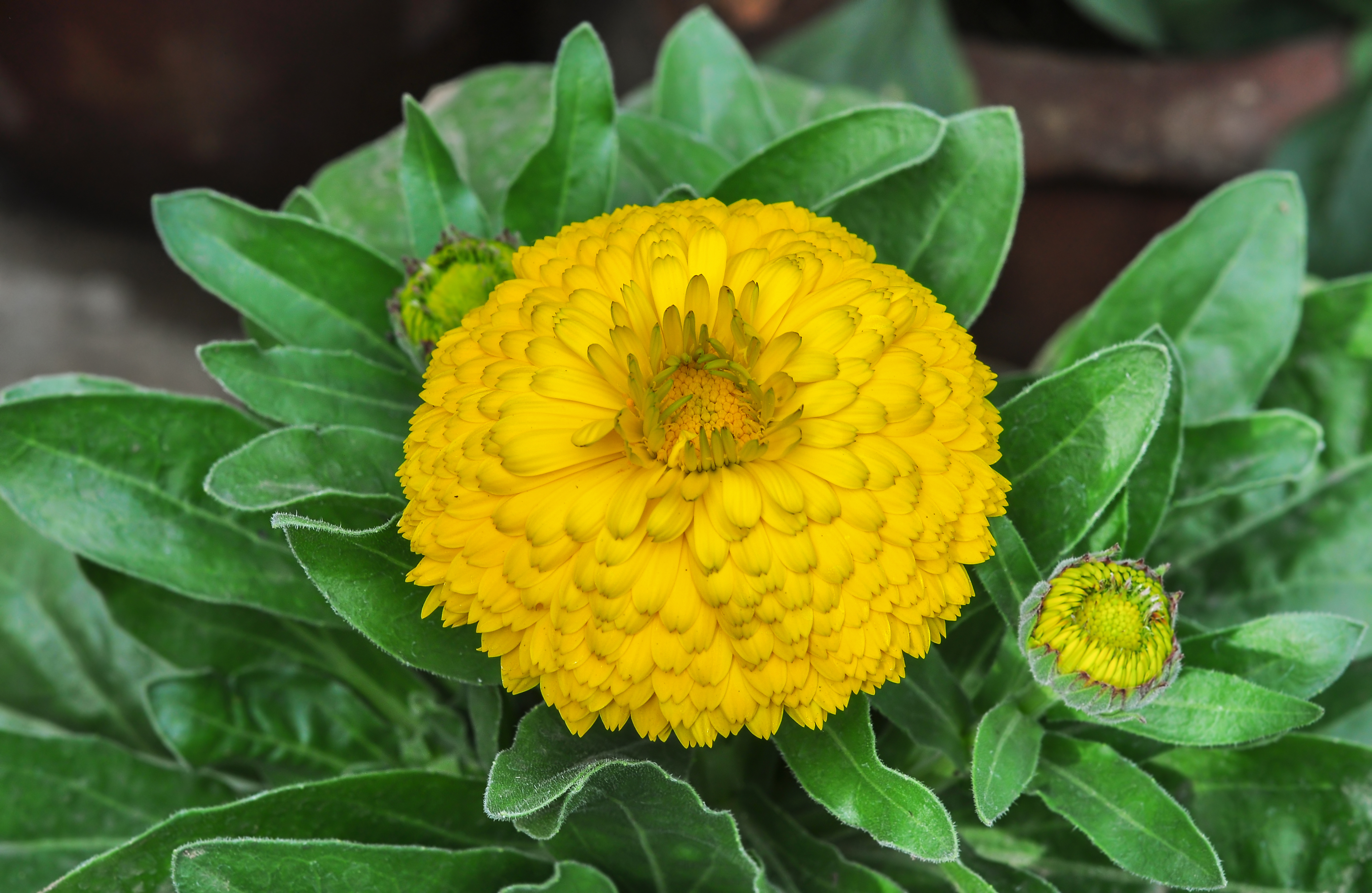 Calendula officinalis 31122014 (3)