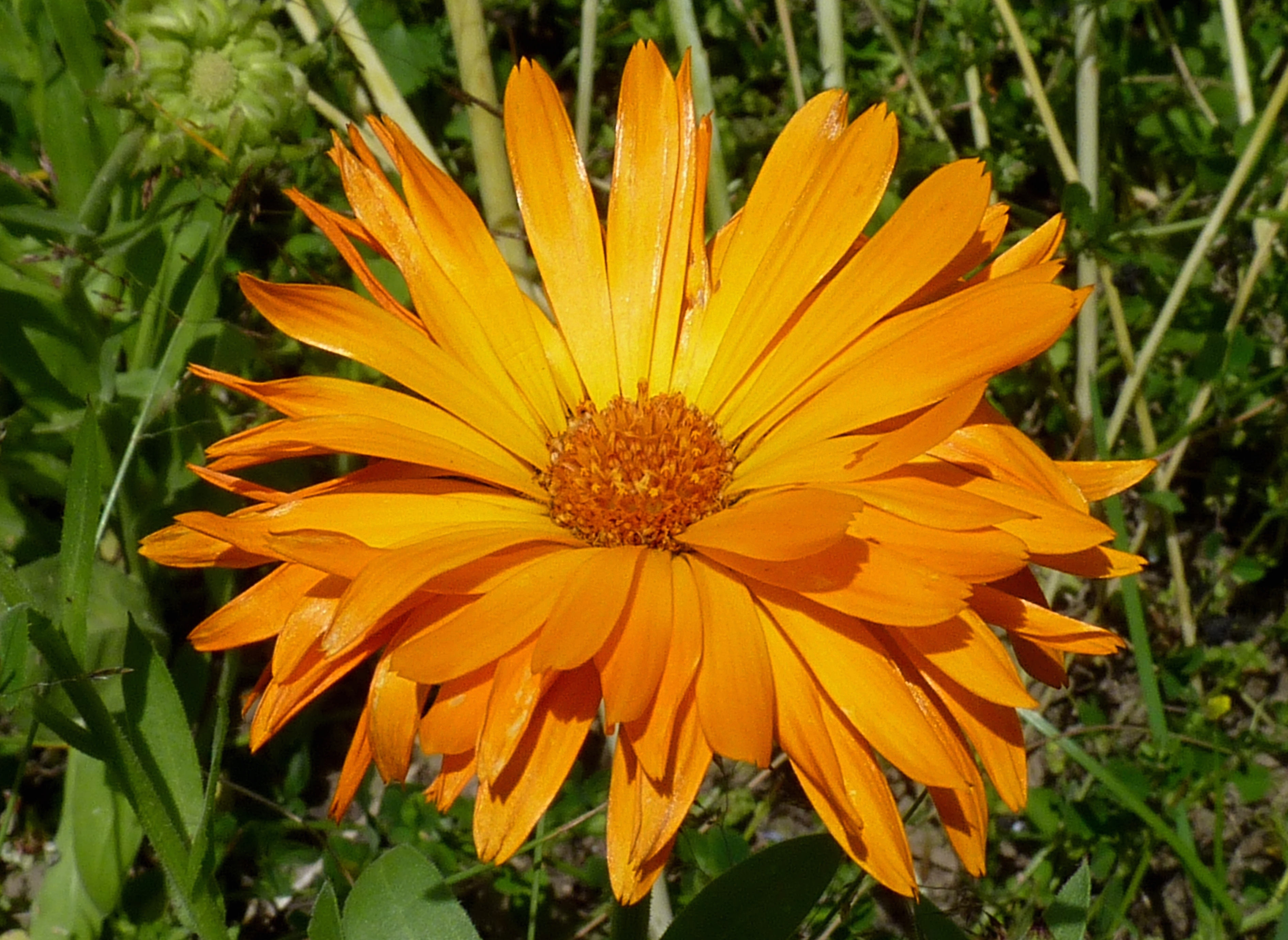 Calendula officinalis J1
