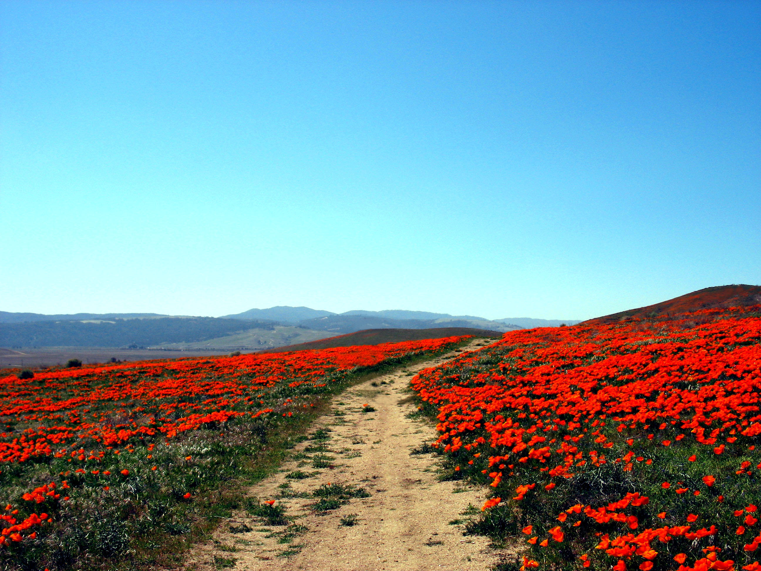 California Poppies (2359977238)