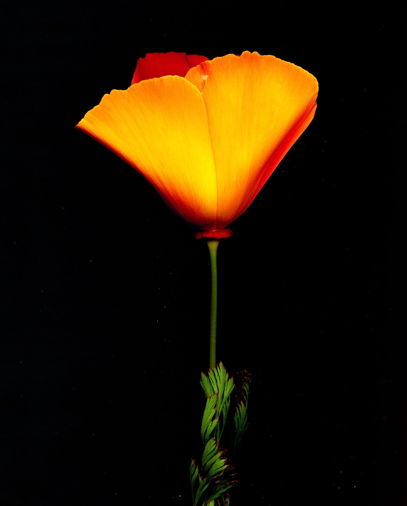 California poppy