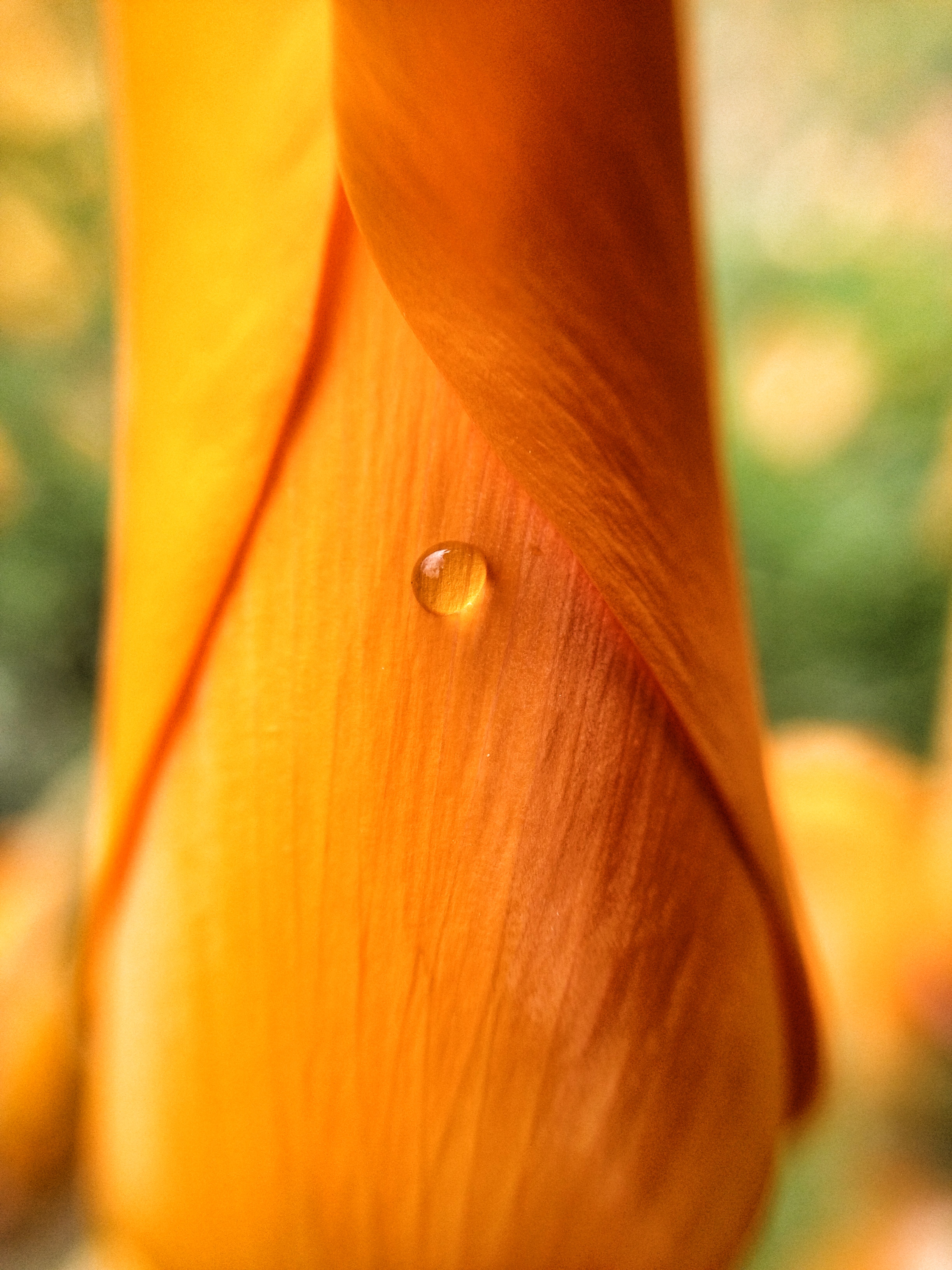 California poppy water droplet