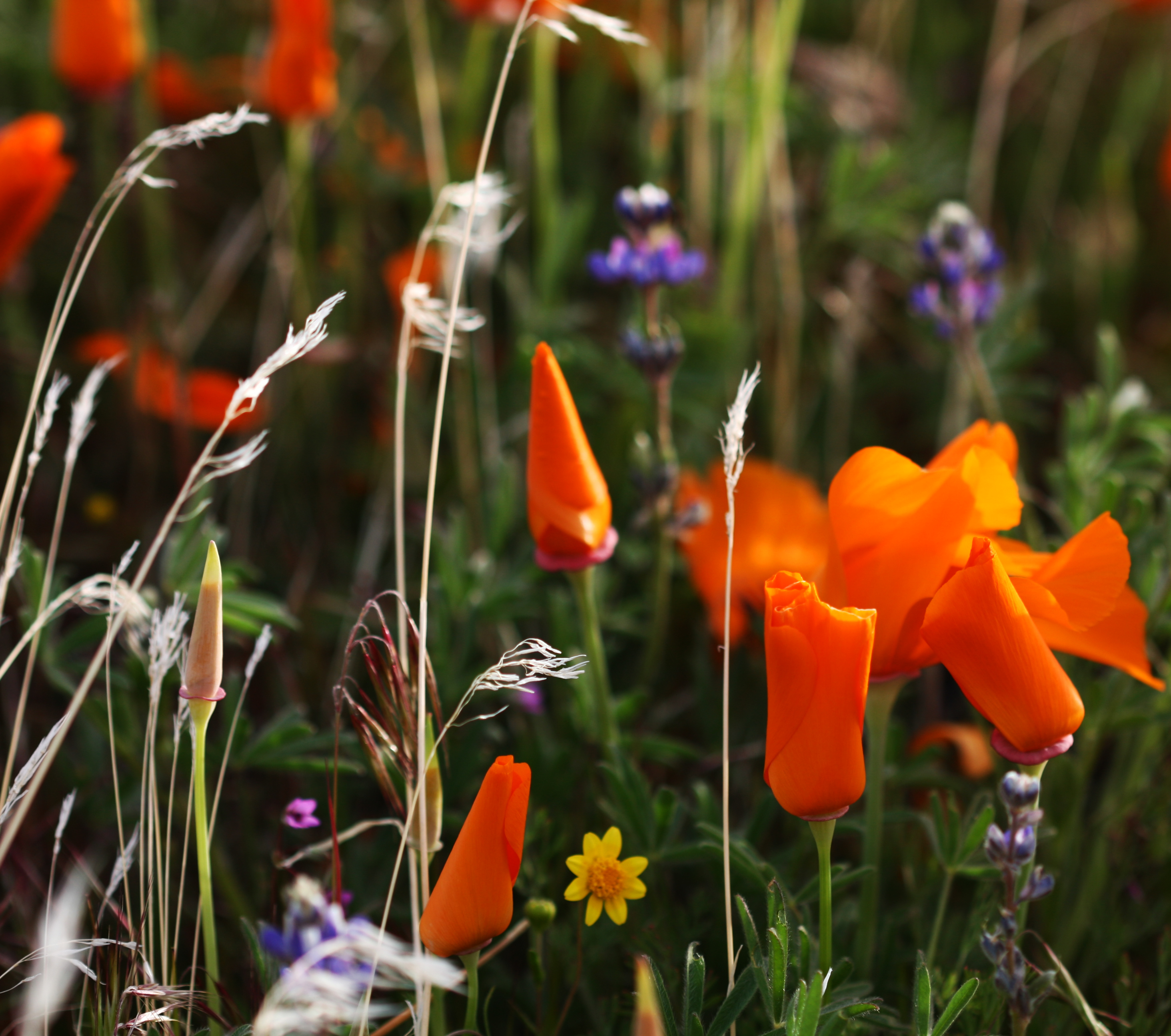 California Wildflowers (4451453316)