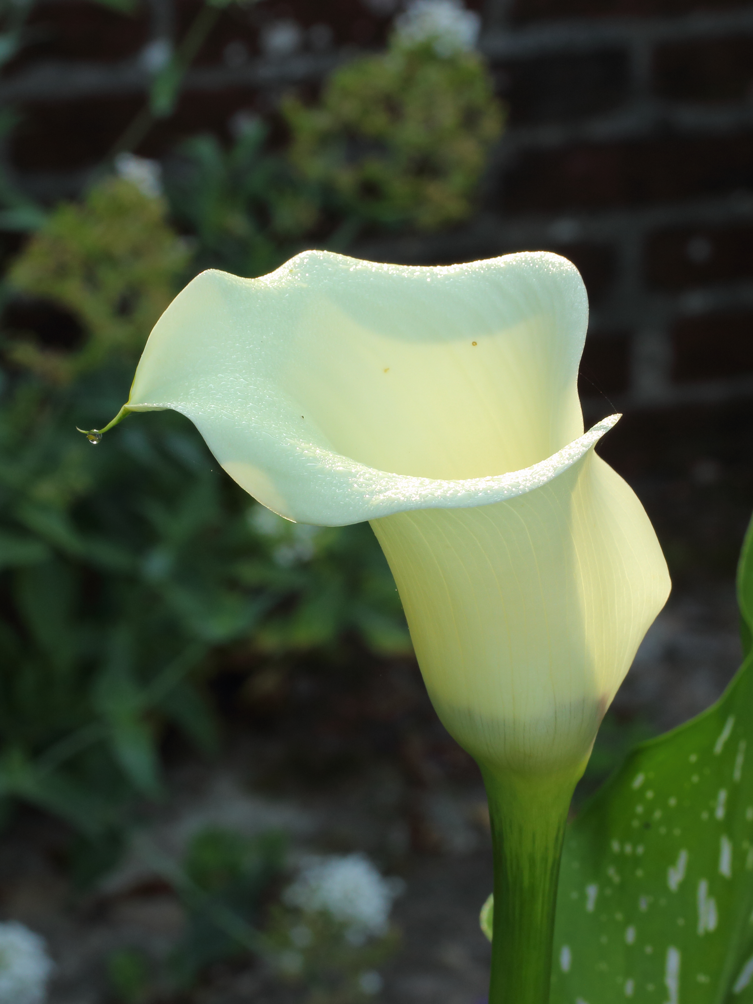 Calla 01