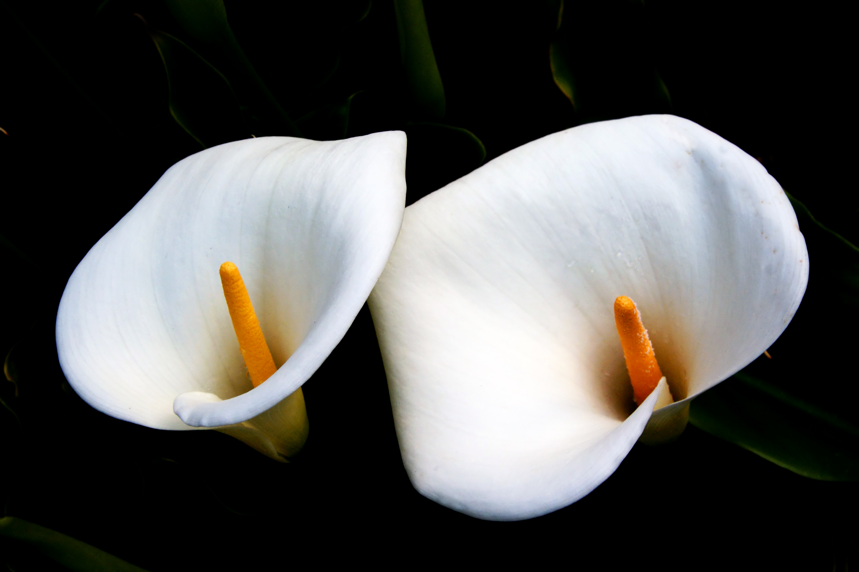 Calla Lilies. (9178812651)
