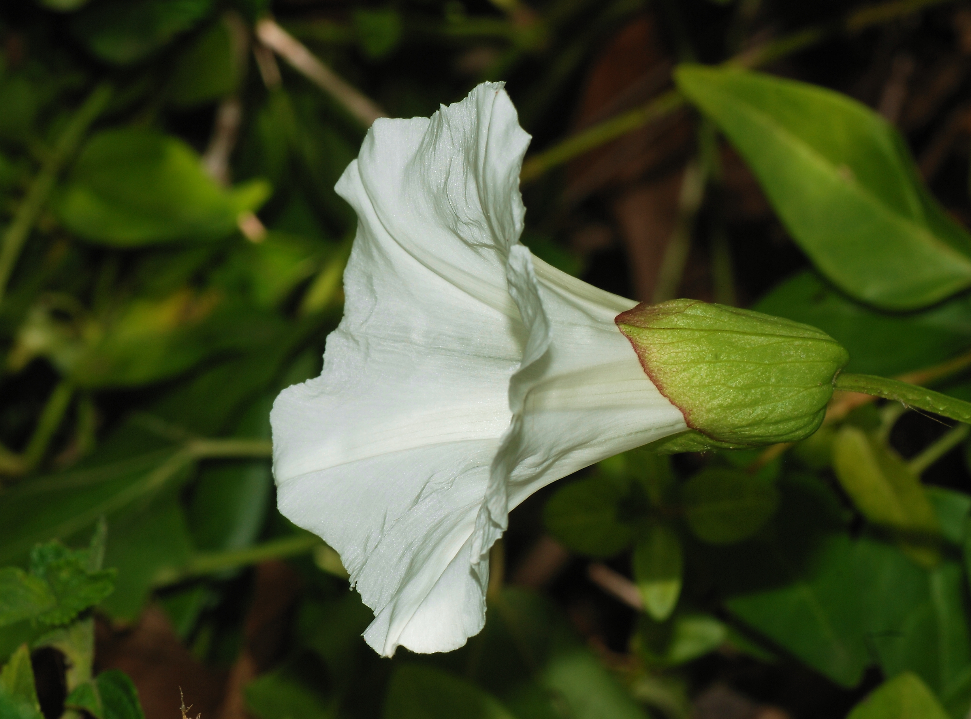 Calystegia April 2008-2
